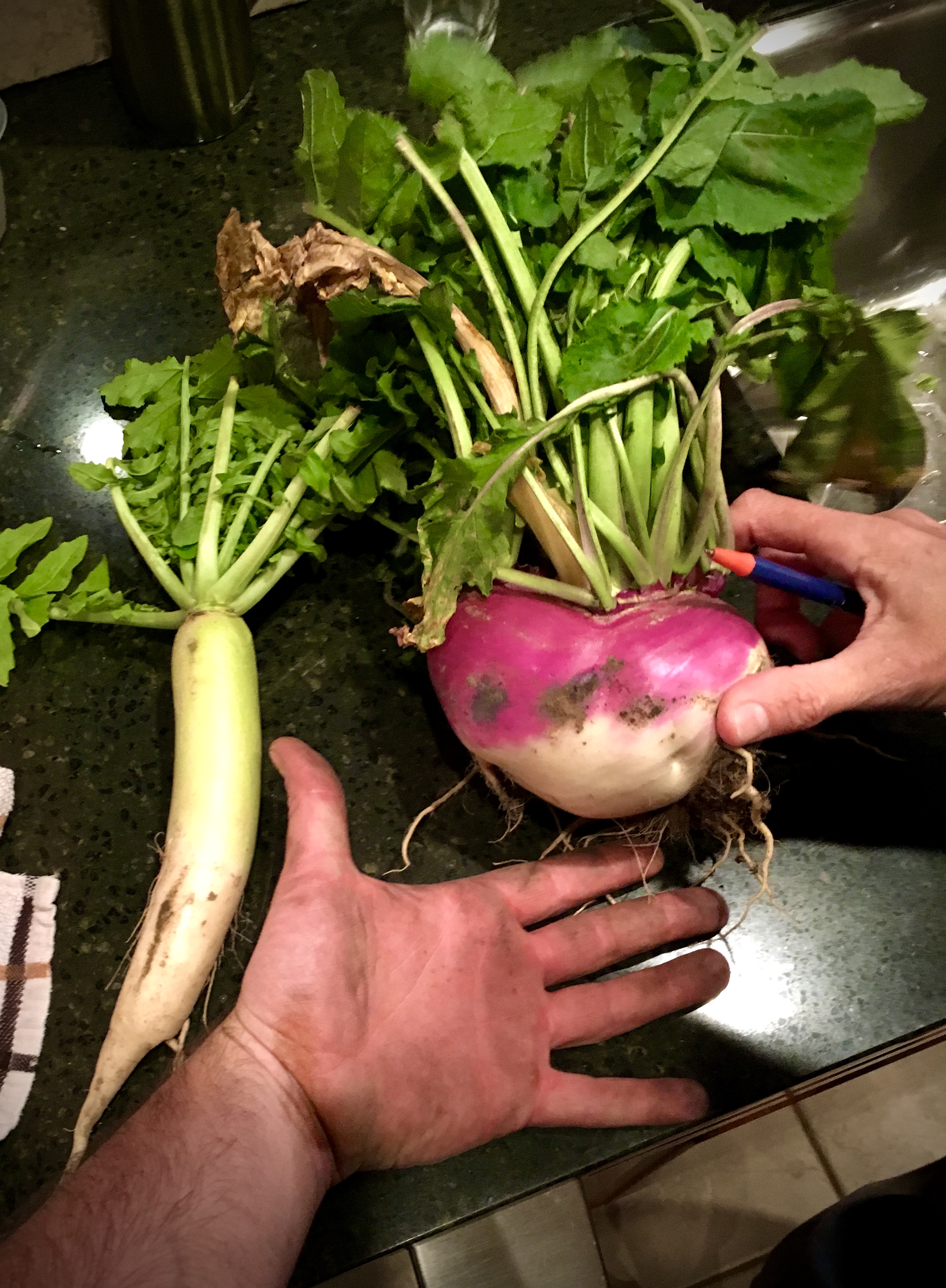 Food Plots – 2020 – Fast Food Plots