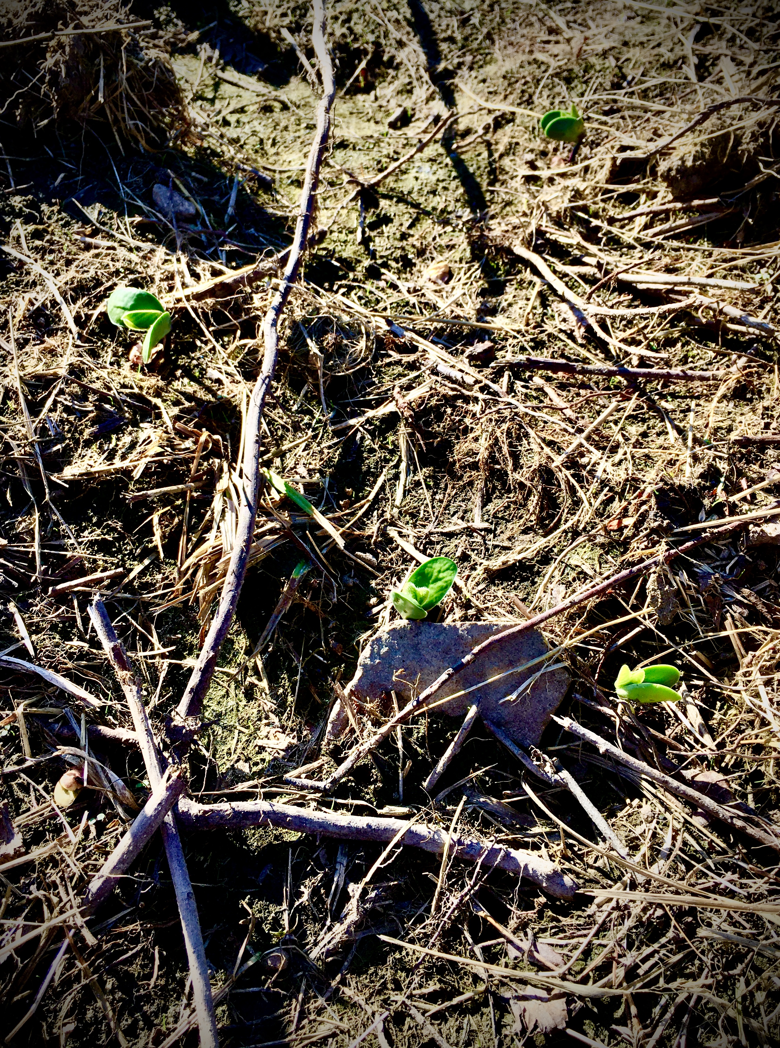 Food Plots – 2020 – Fast Food Plots