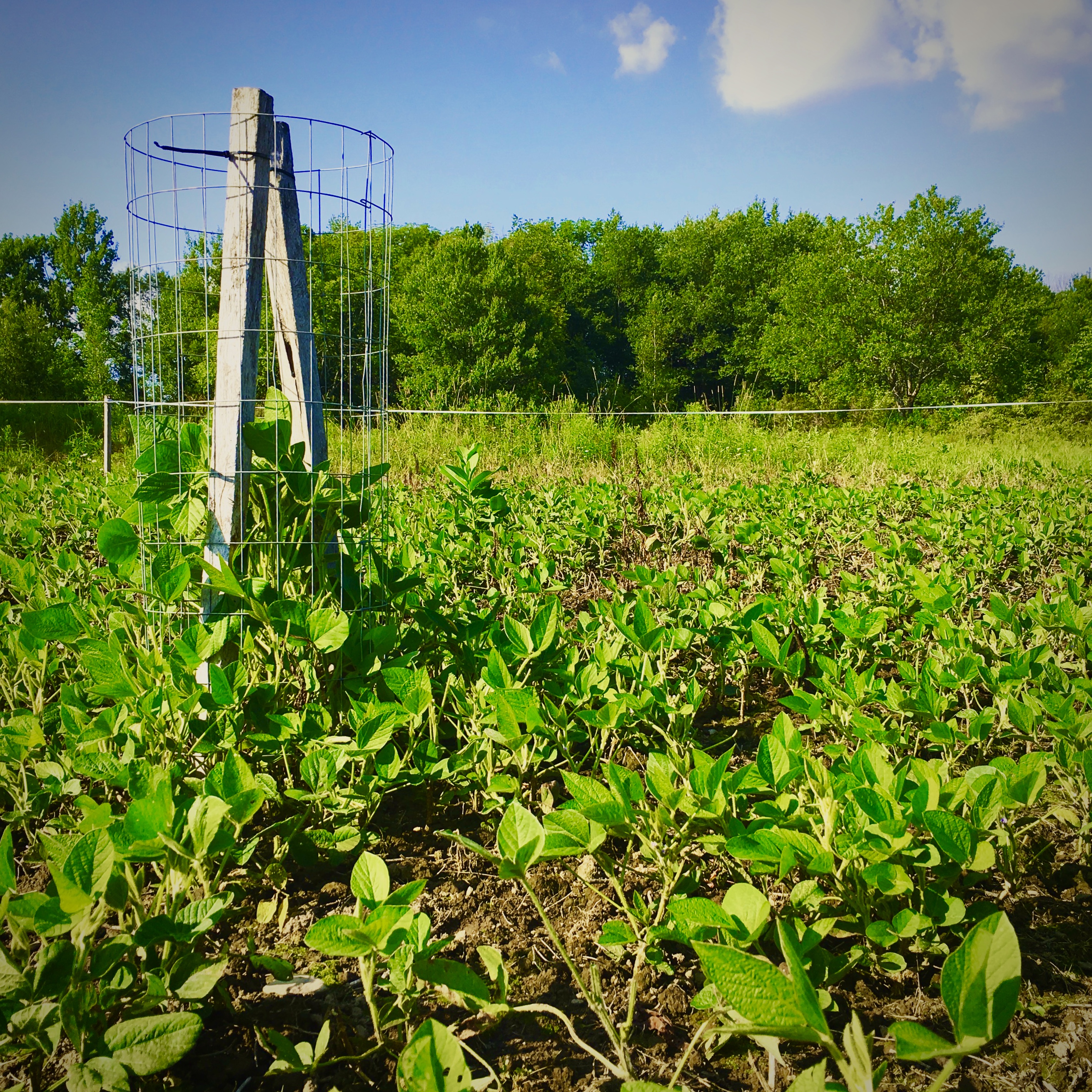 Food Plots – 2020 – Fast Food Plots