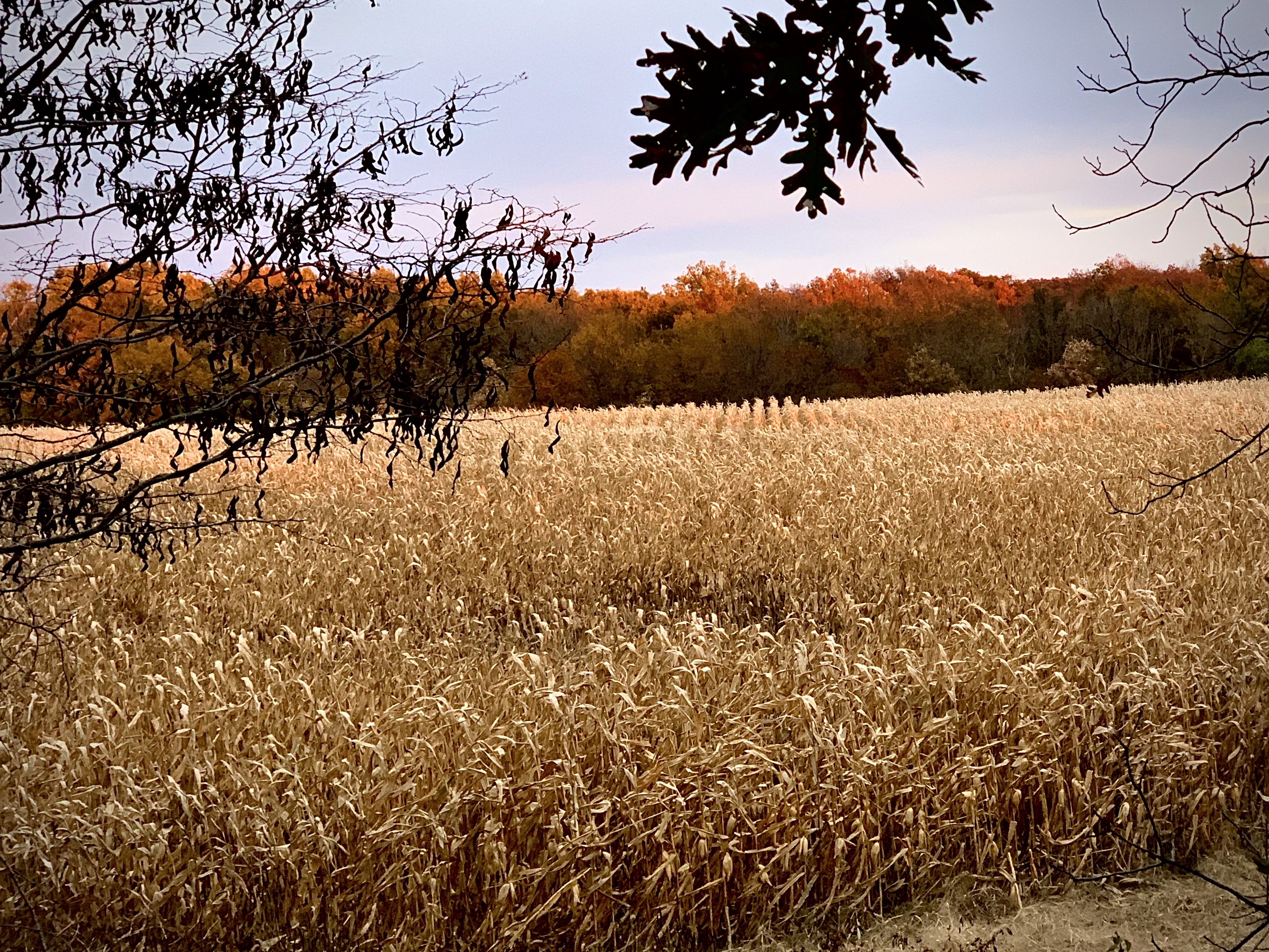 Food Plots – 2020 – Fast Food Plots