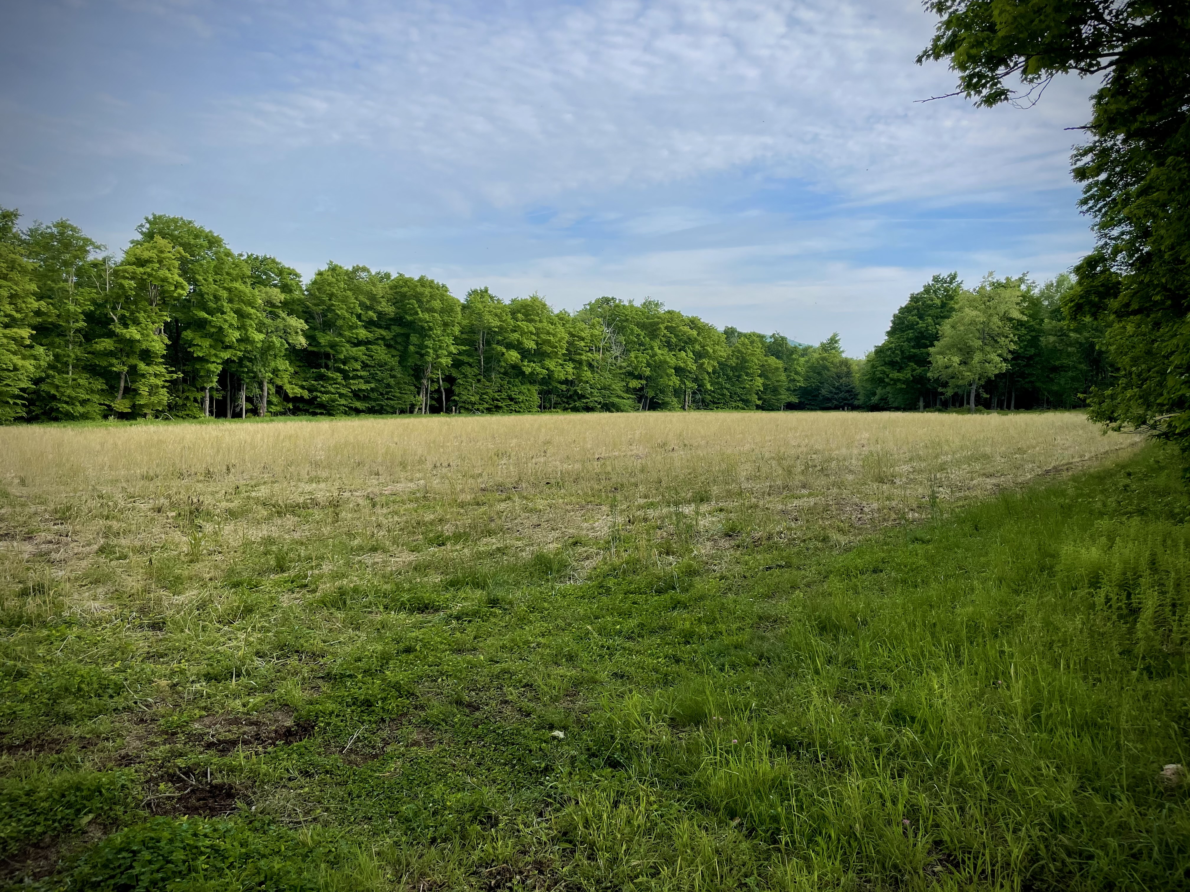 Food Plots – 2021 – Fast Food Plots