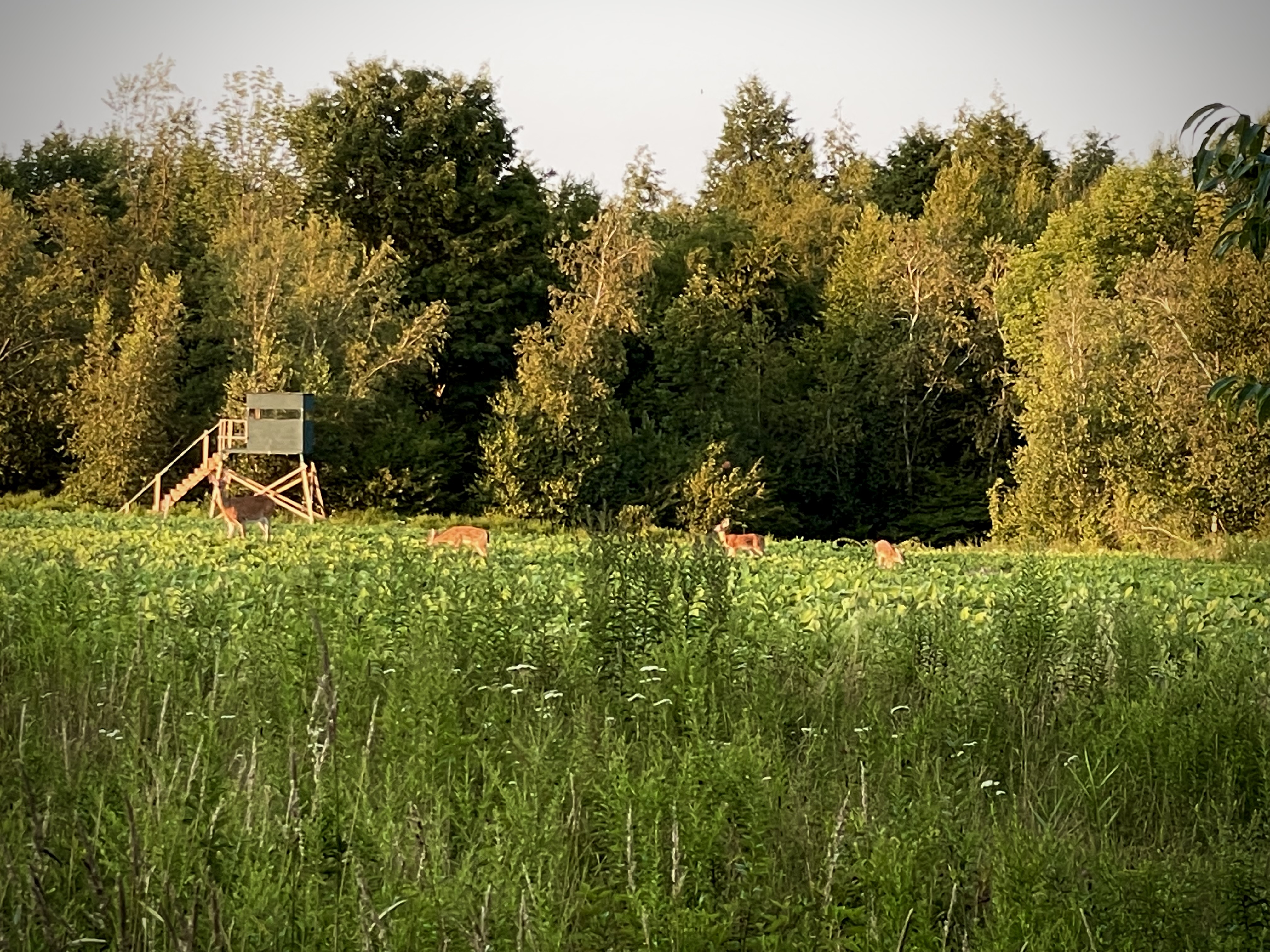 Food Plots – 2021 – Fast Food Plots