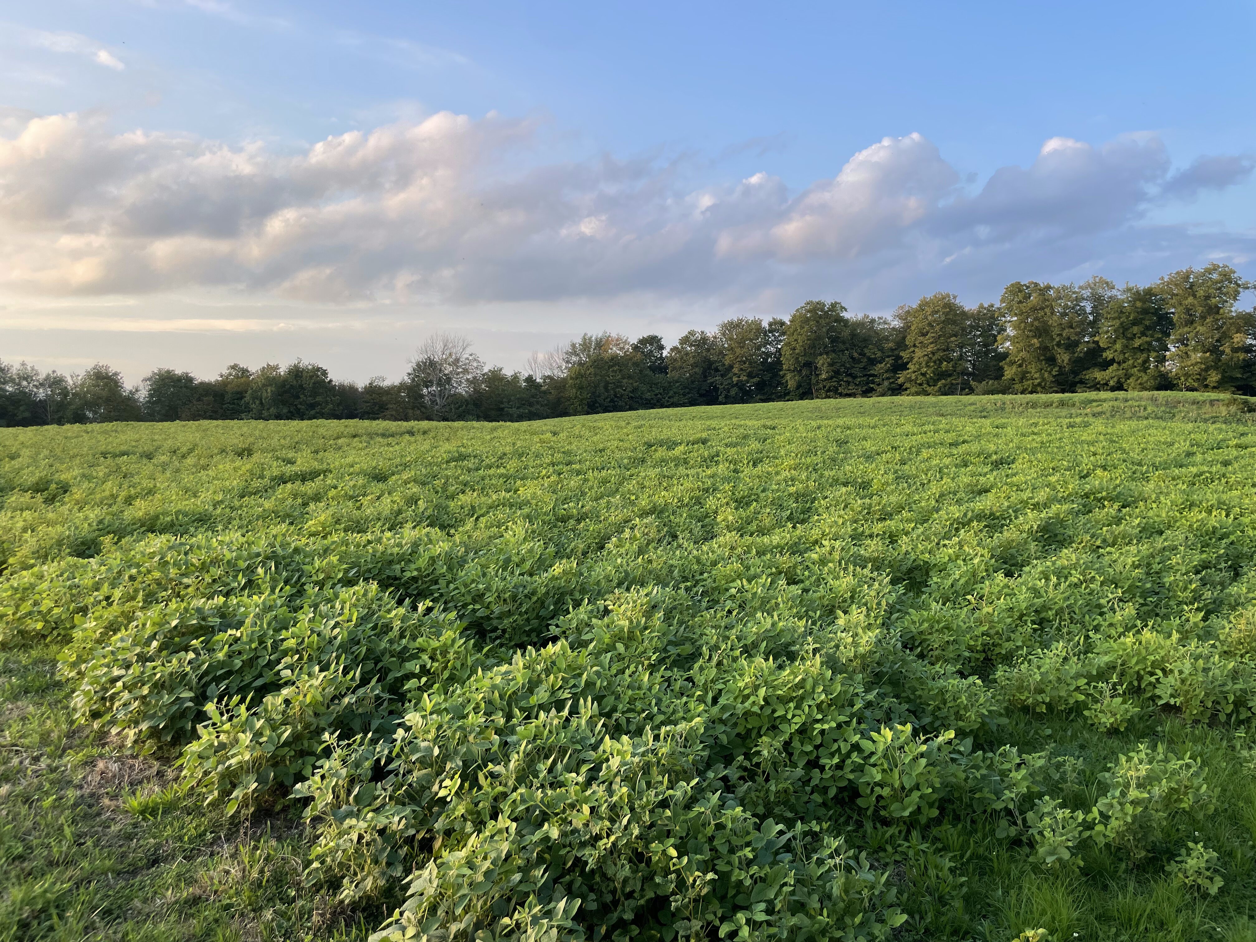 2023 Food Plots