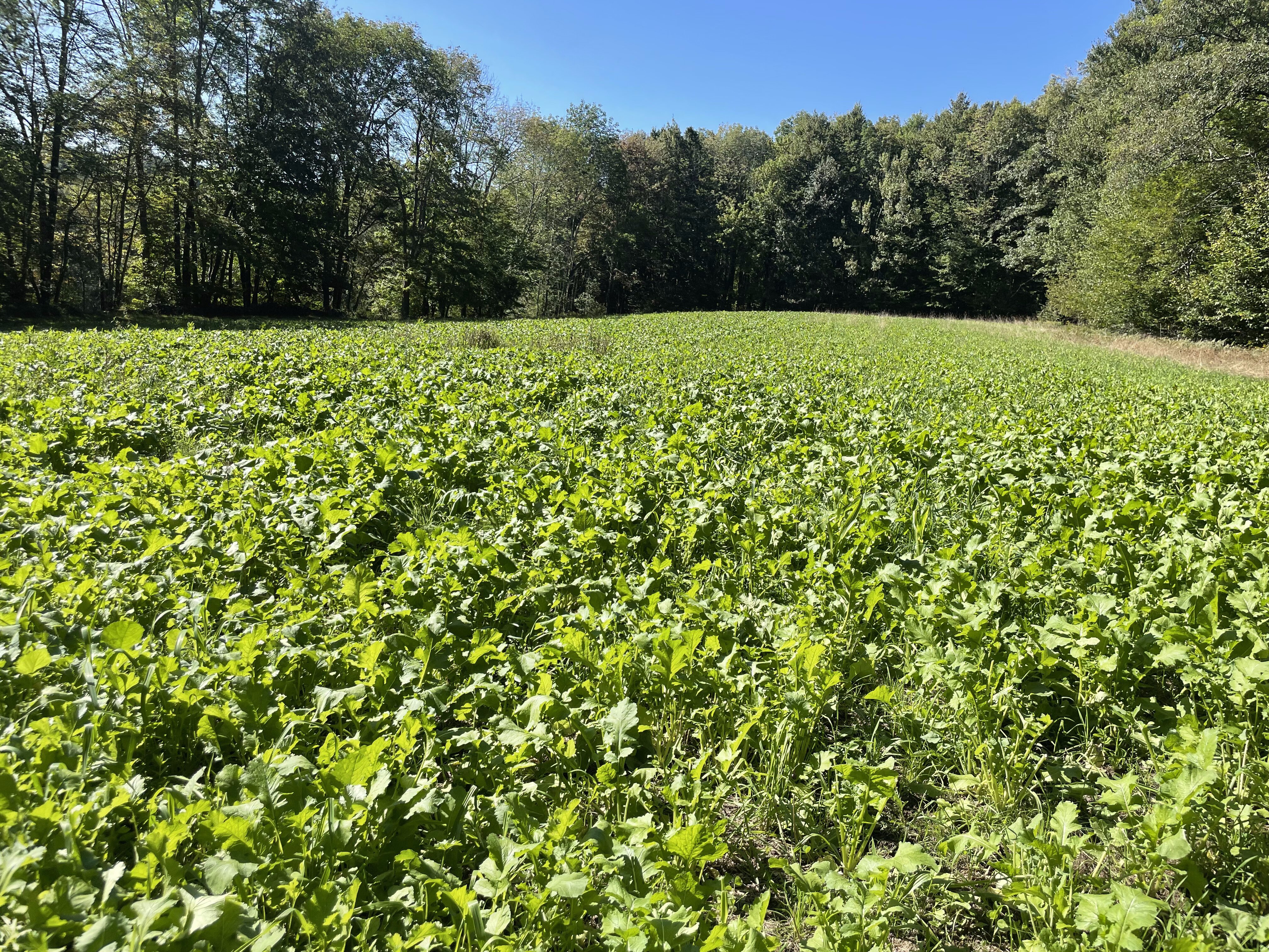 2023 Food Plots