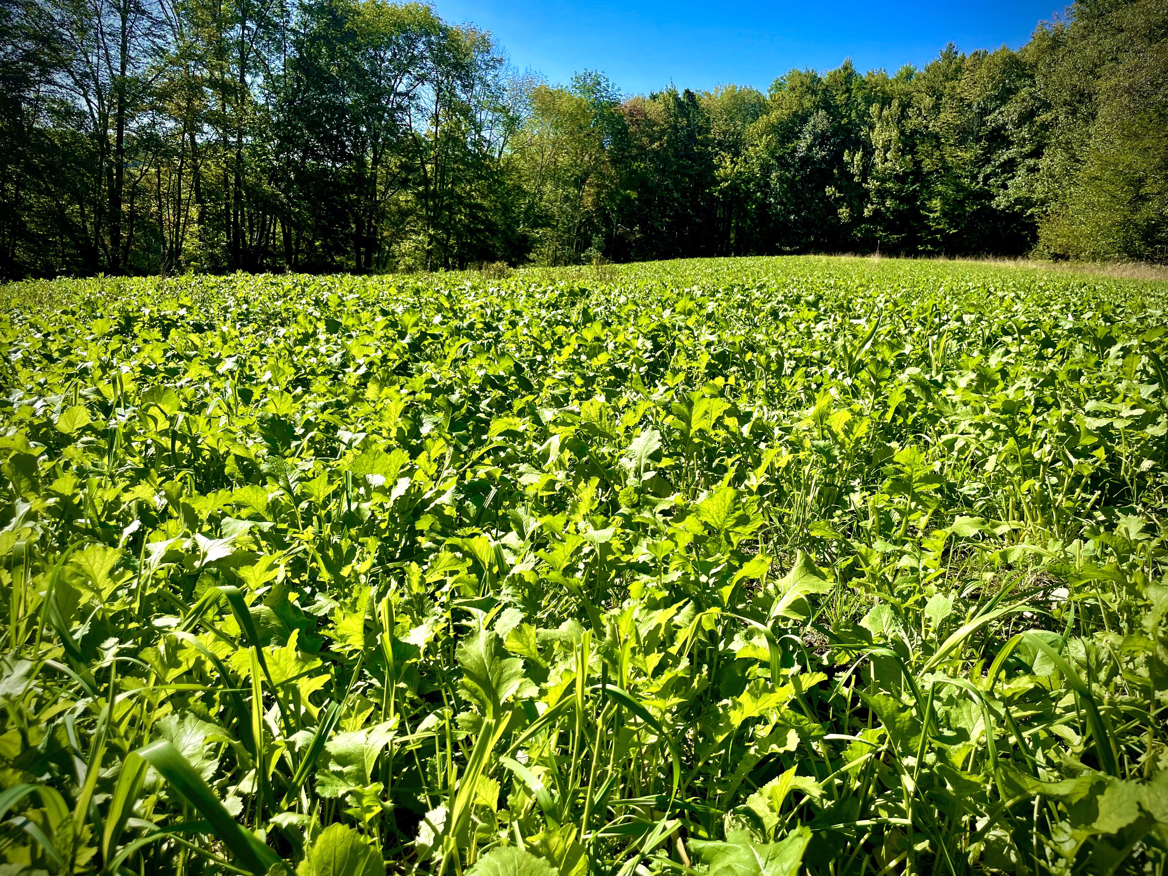 2023 Food Plots