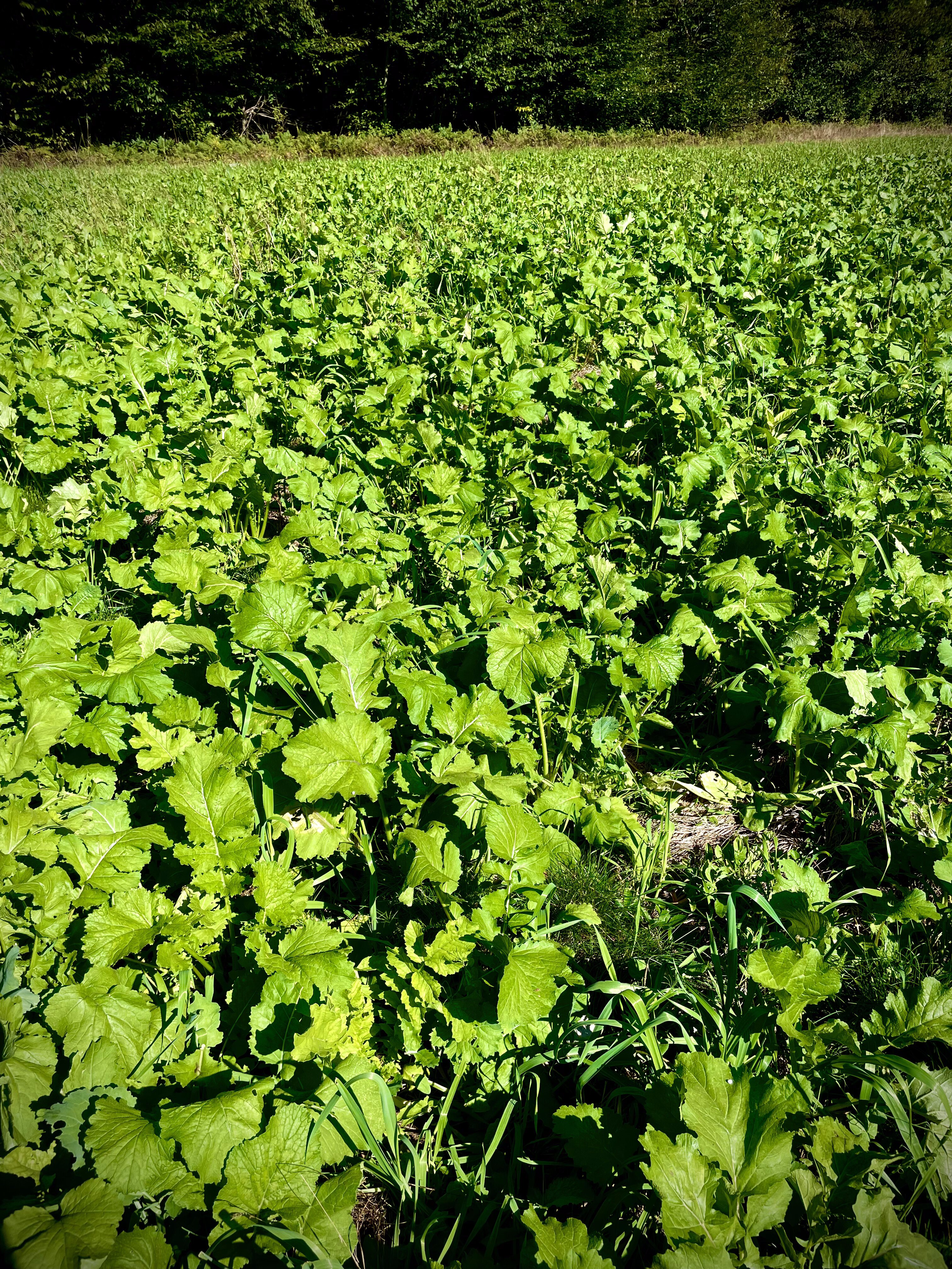 2023 Food Plots