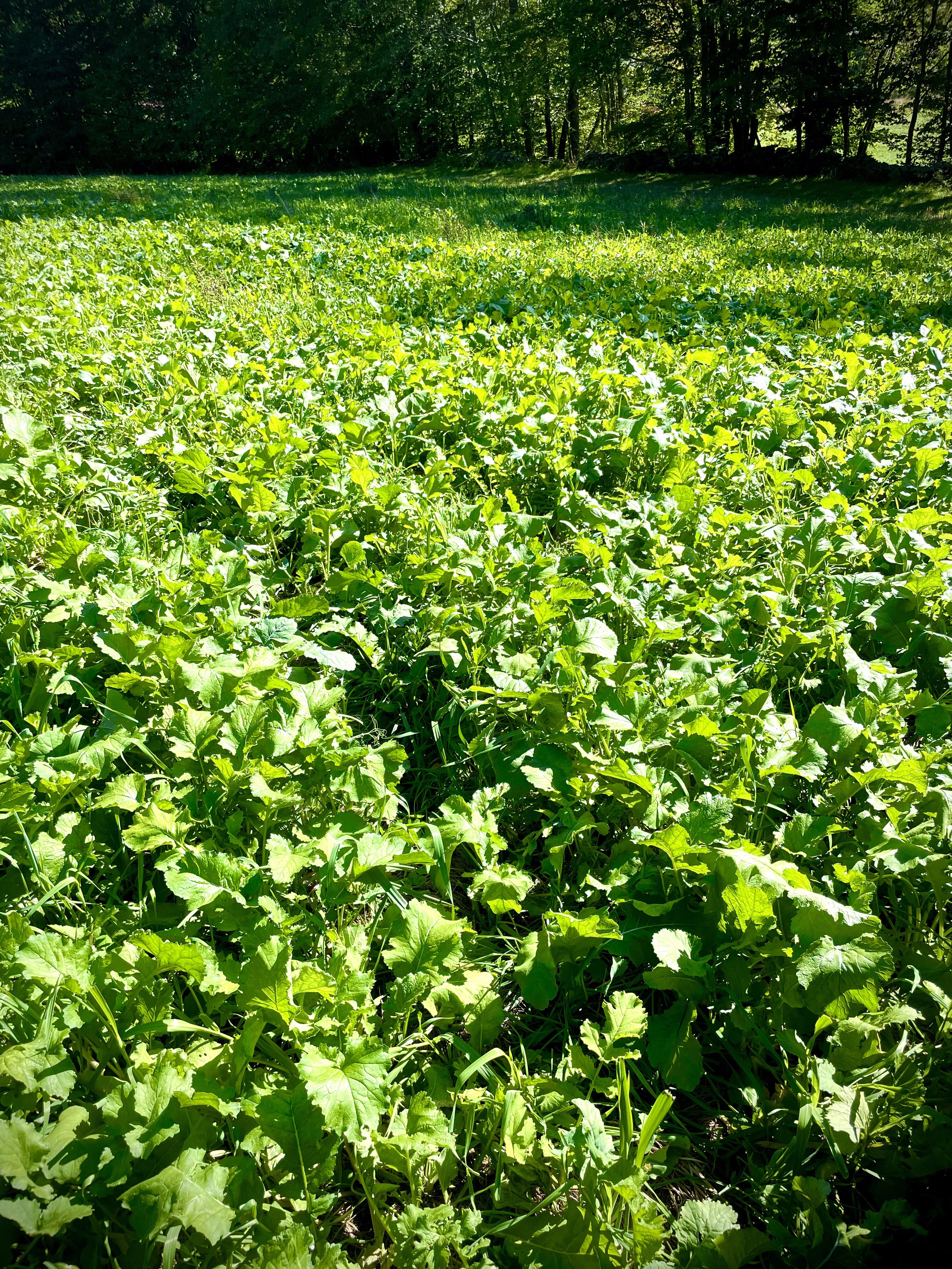 2023 Food Plots