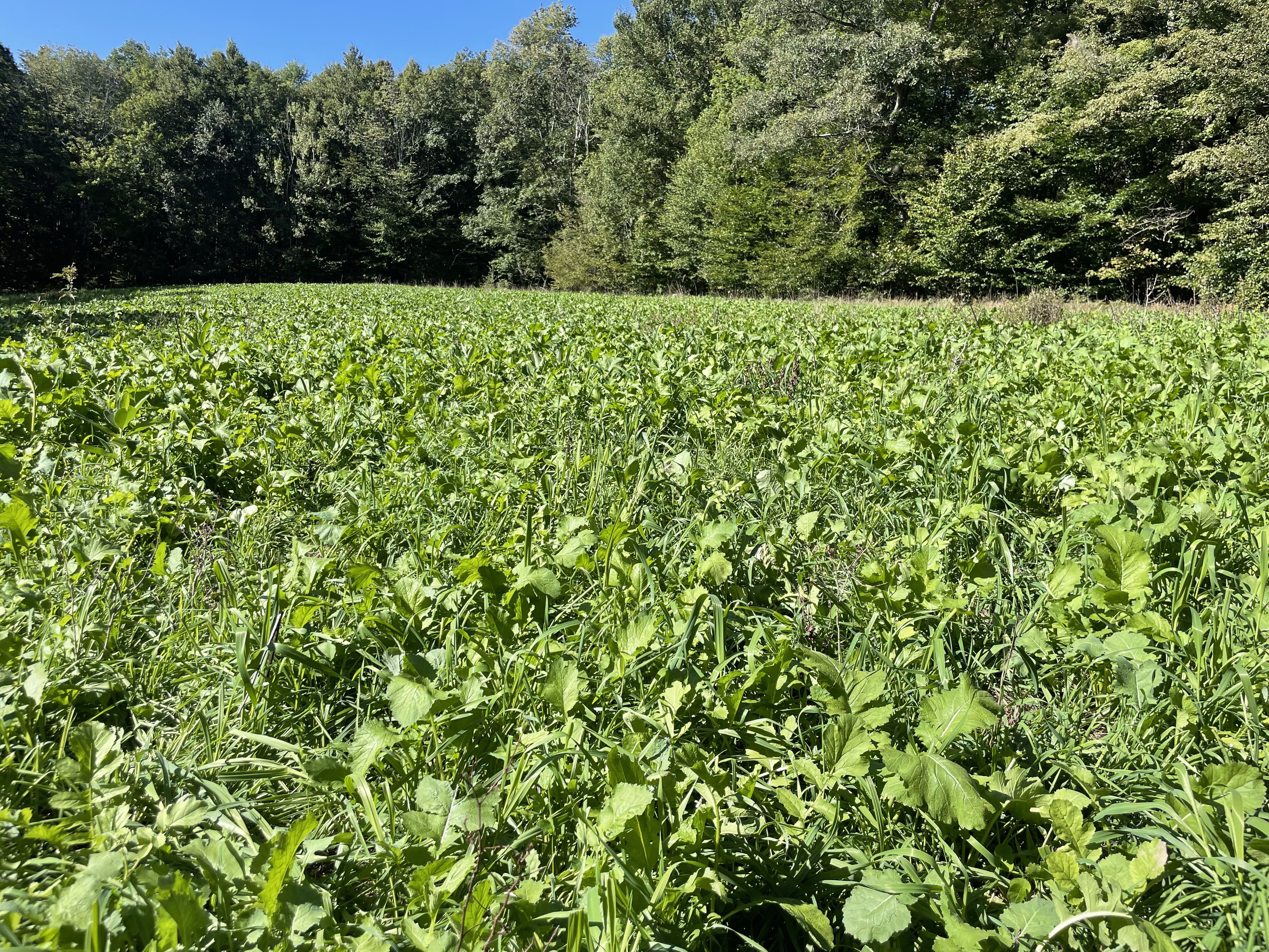 2023 Food Plots