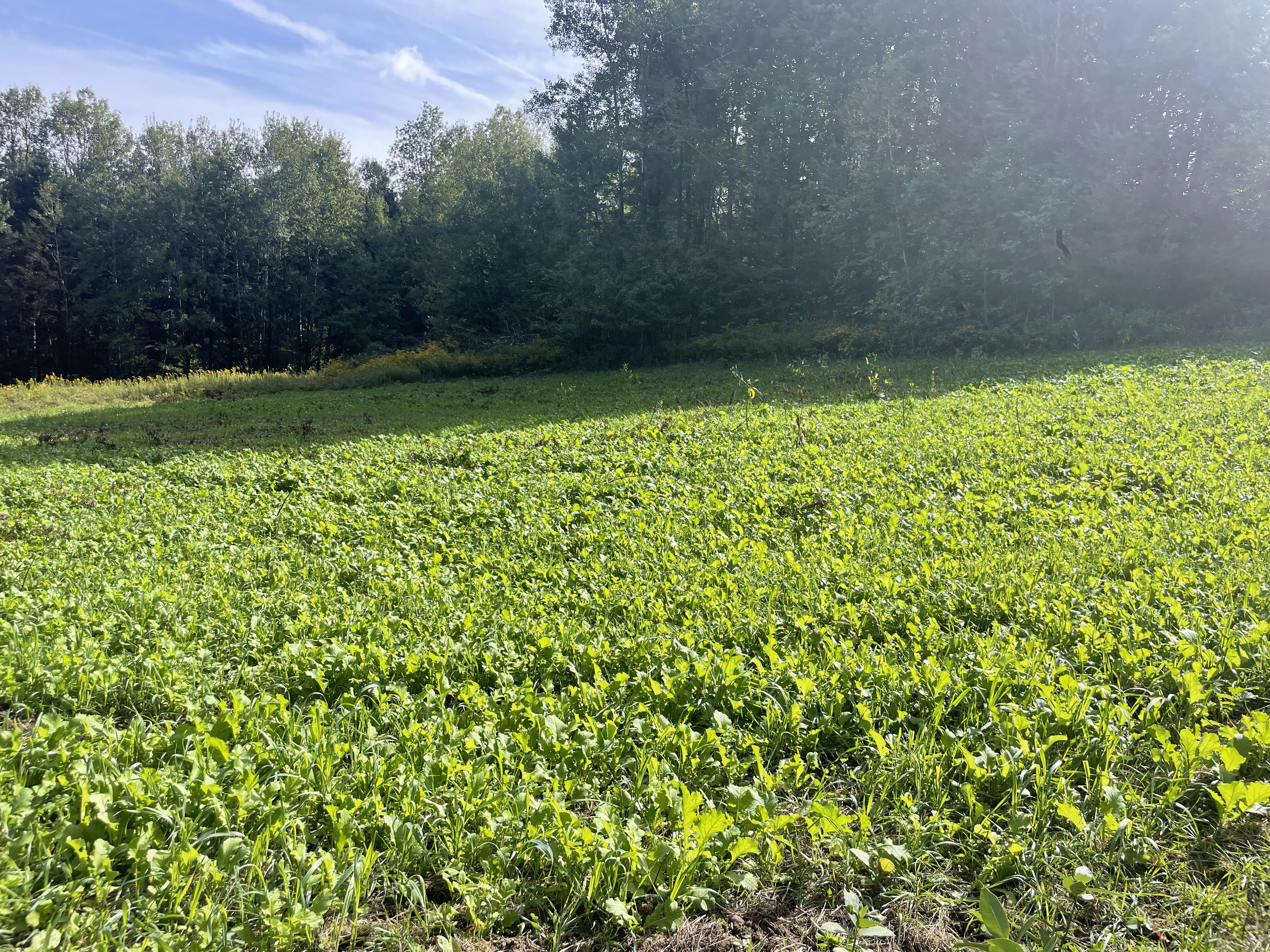 2023 Food Plots