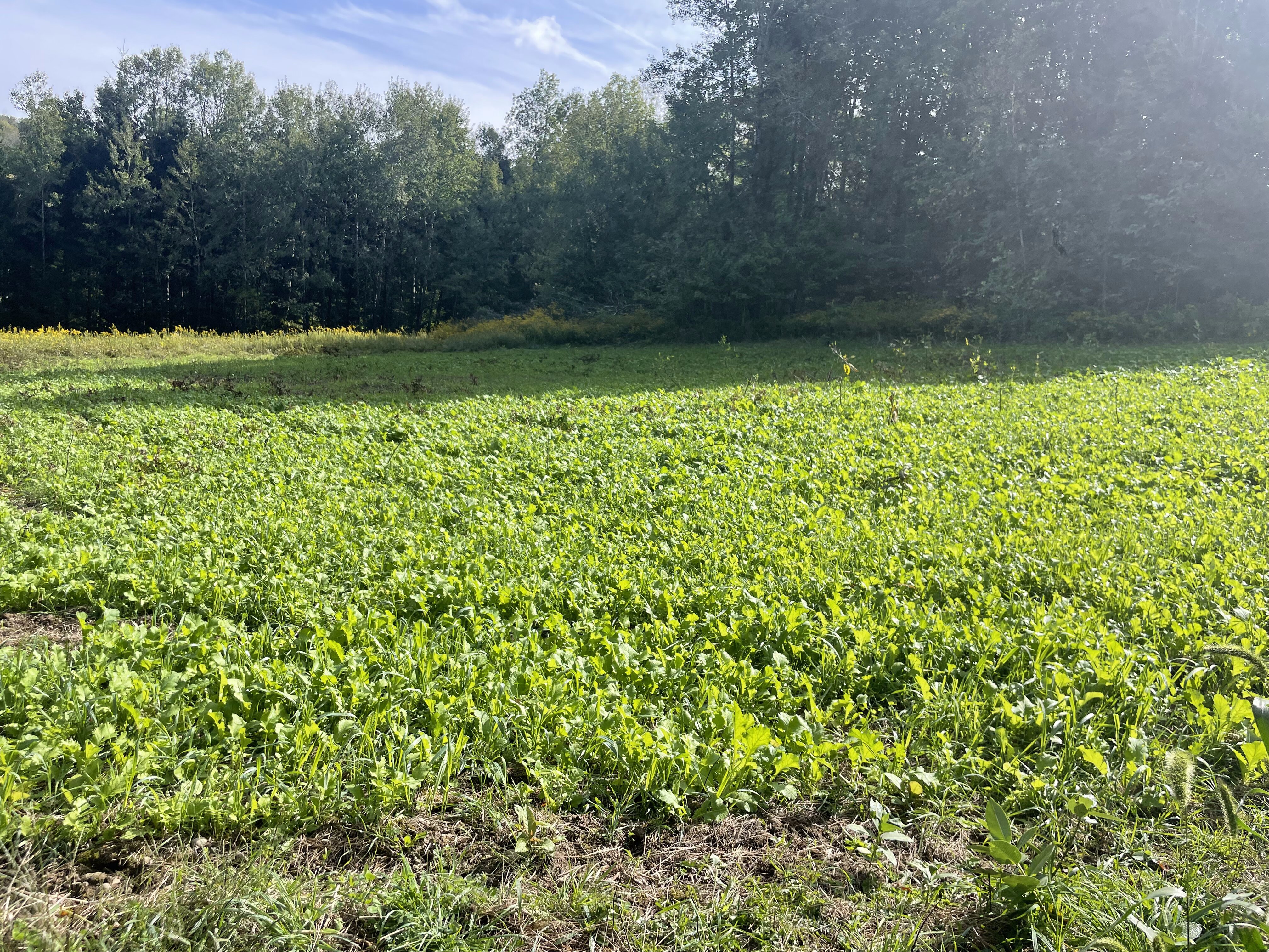 2023 Food Plots