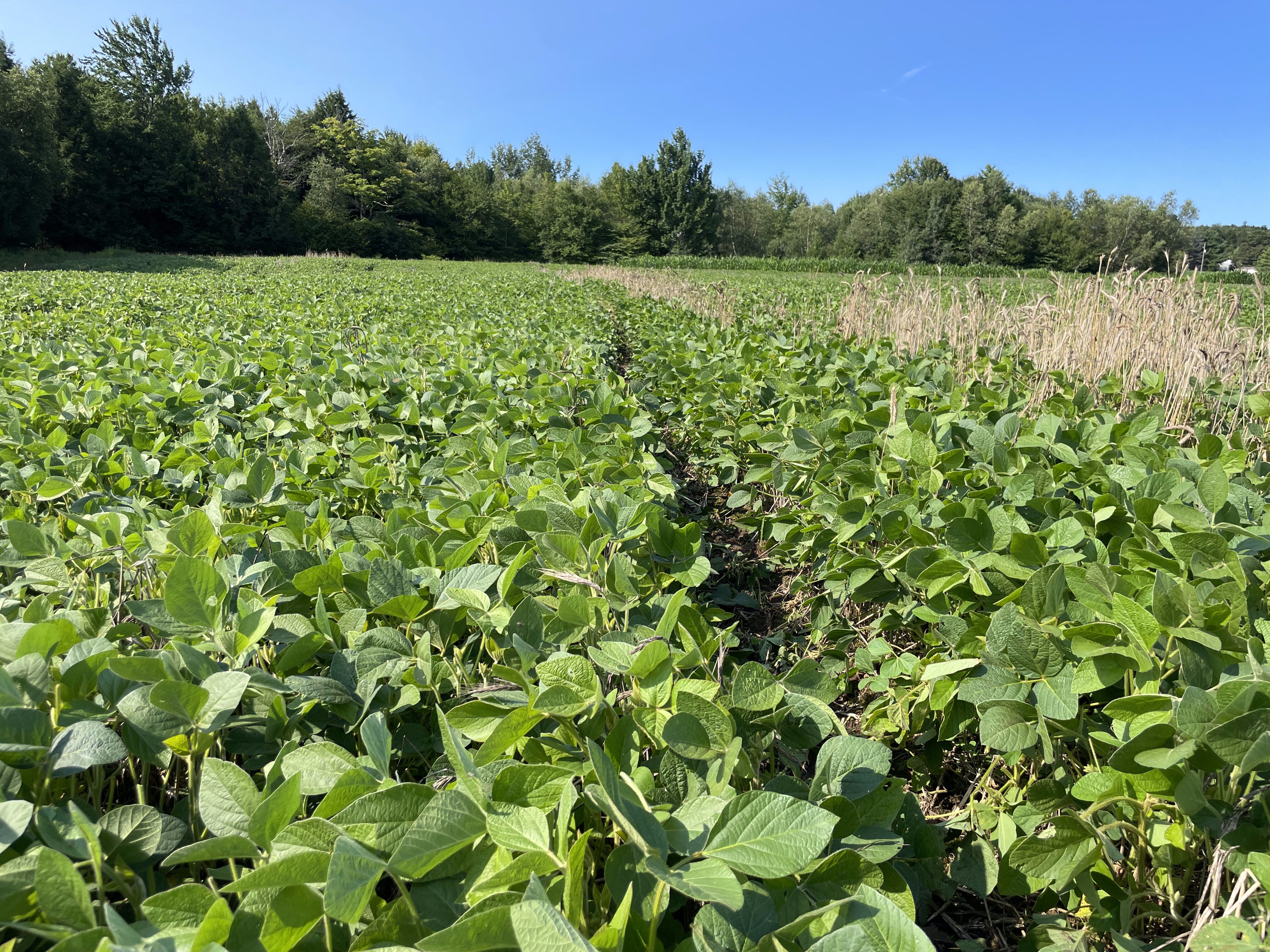 2023 Food Plots