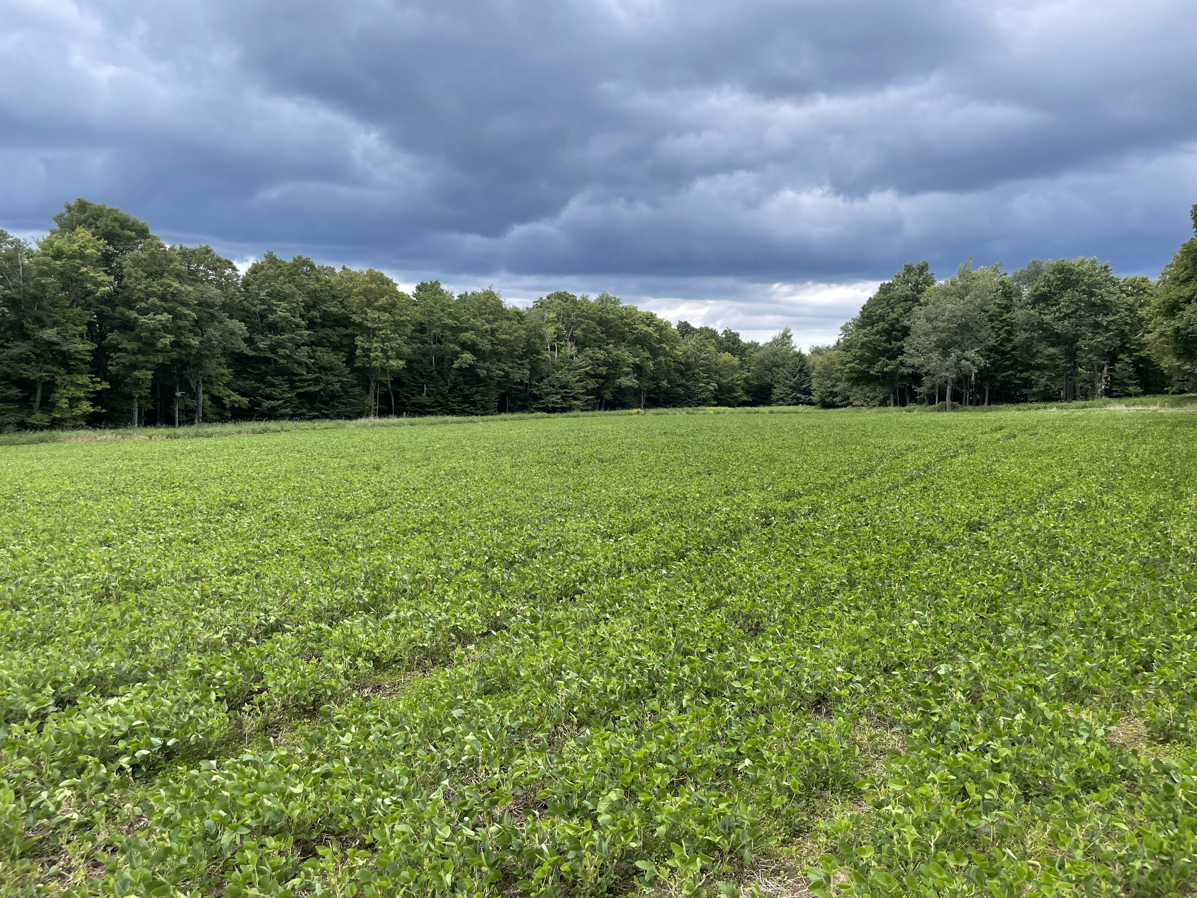 2023 Food Plots