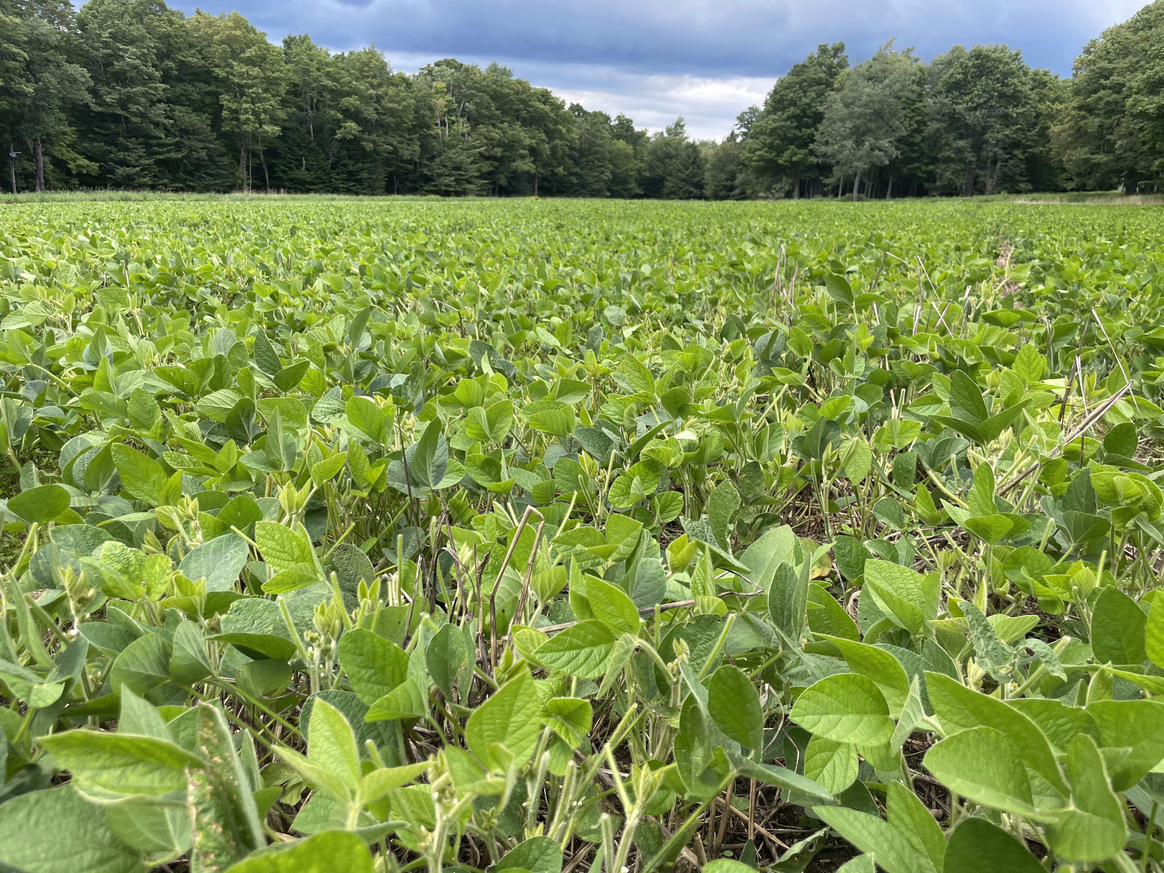 2023 Food Plots