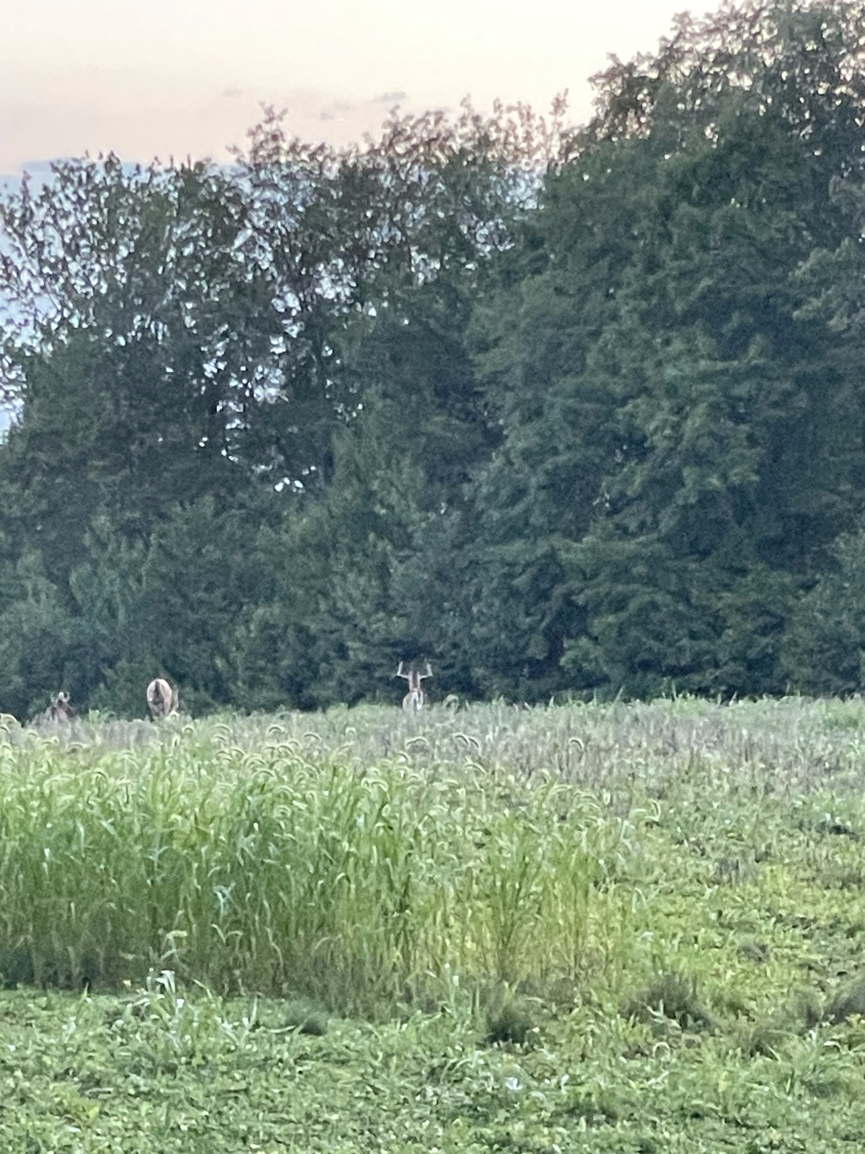 2023 Food Plots