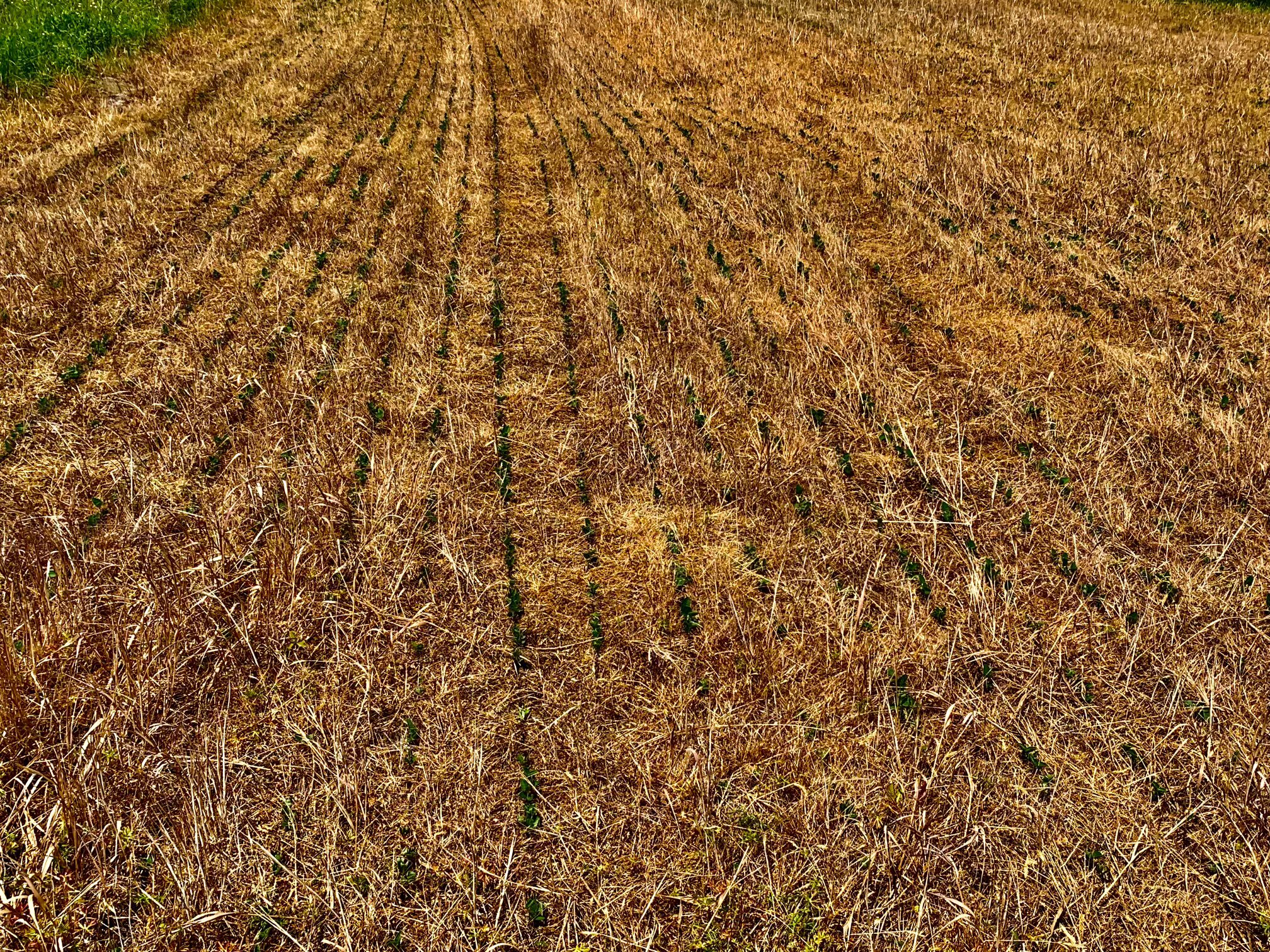 2023 Food Plots