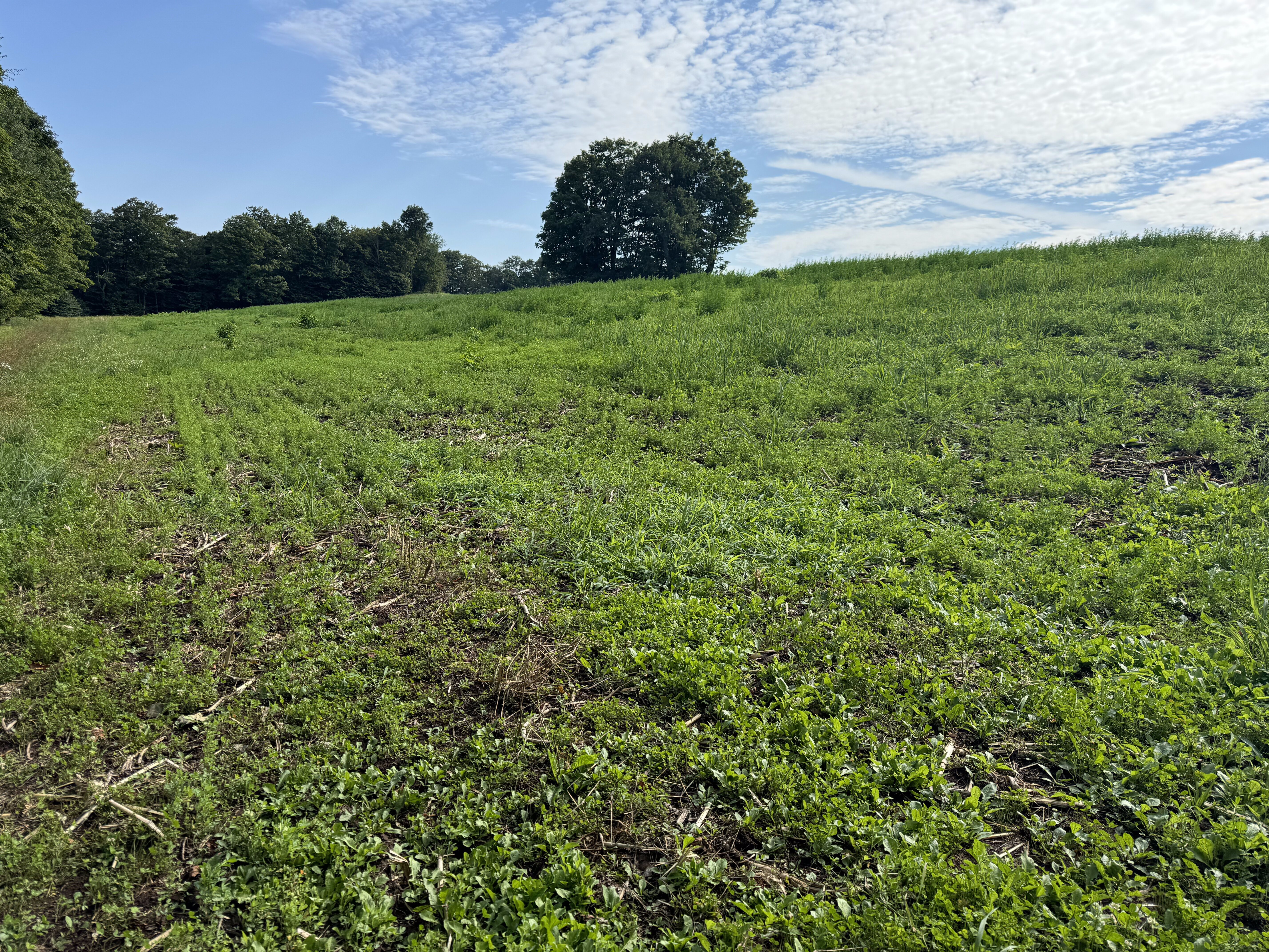 2024 Food Plots