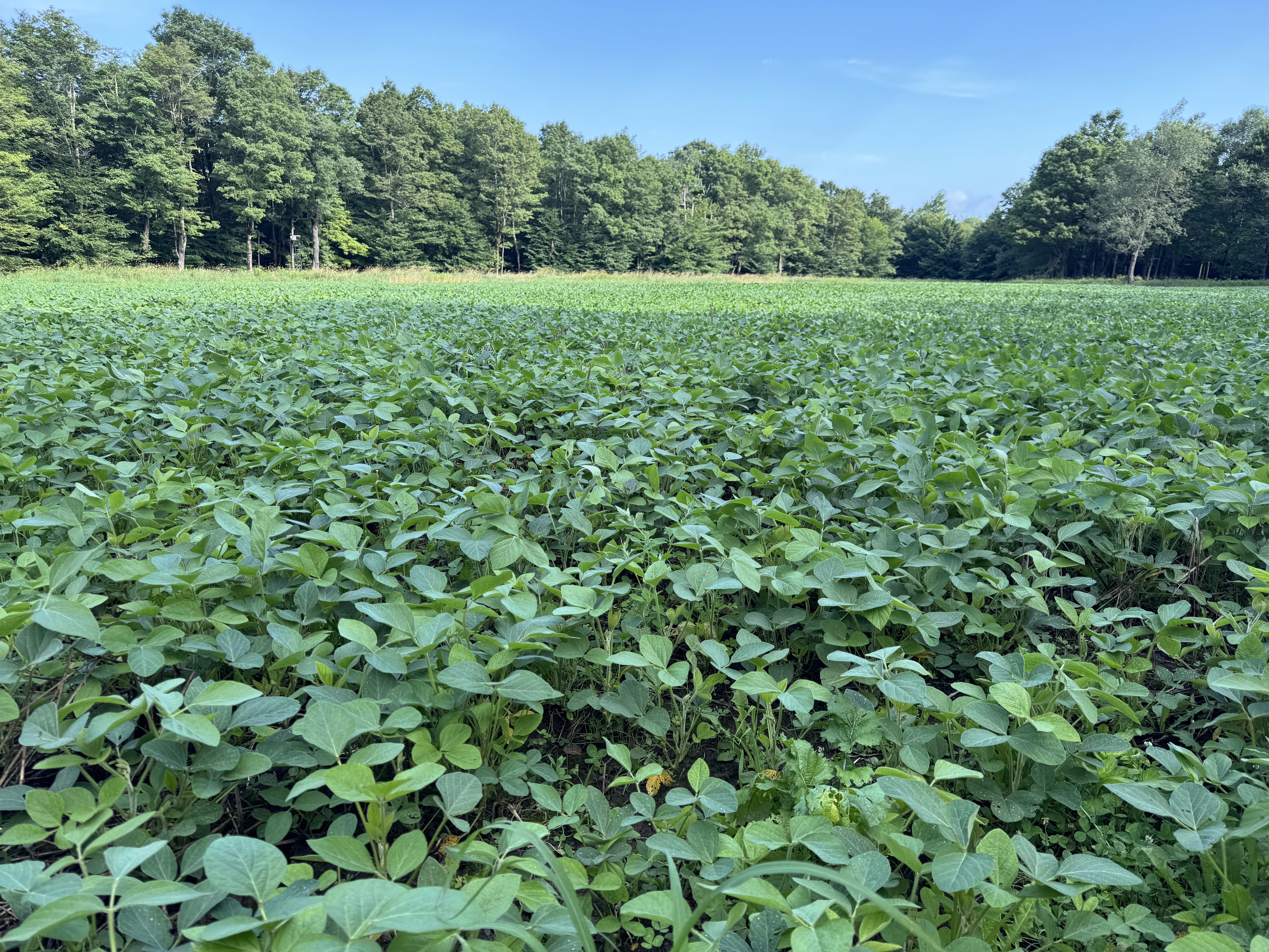 2024 Food Plots