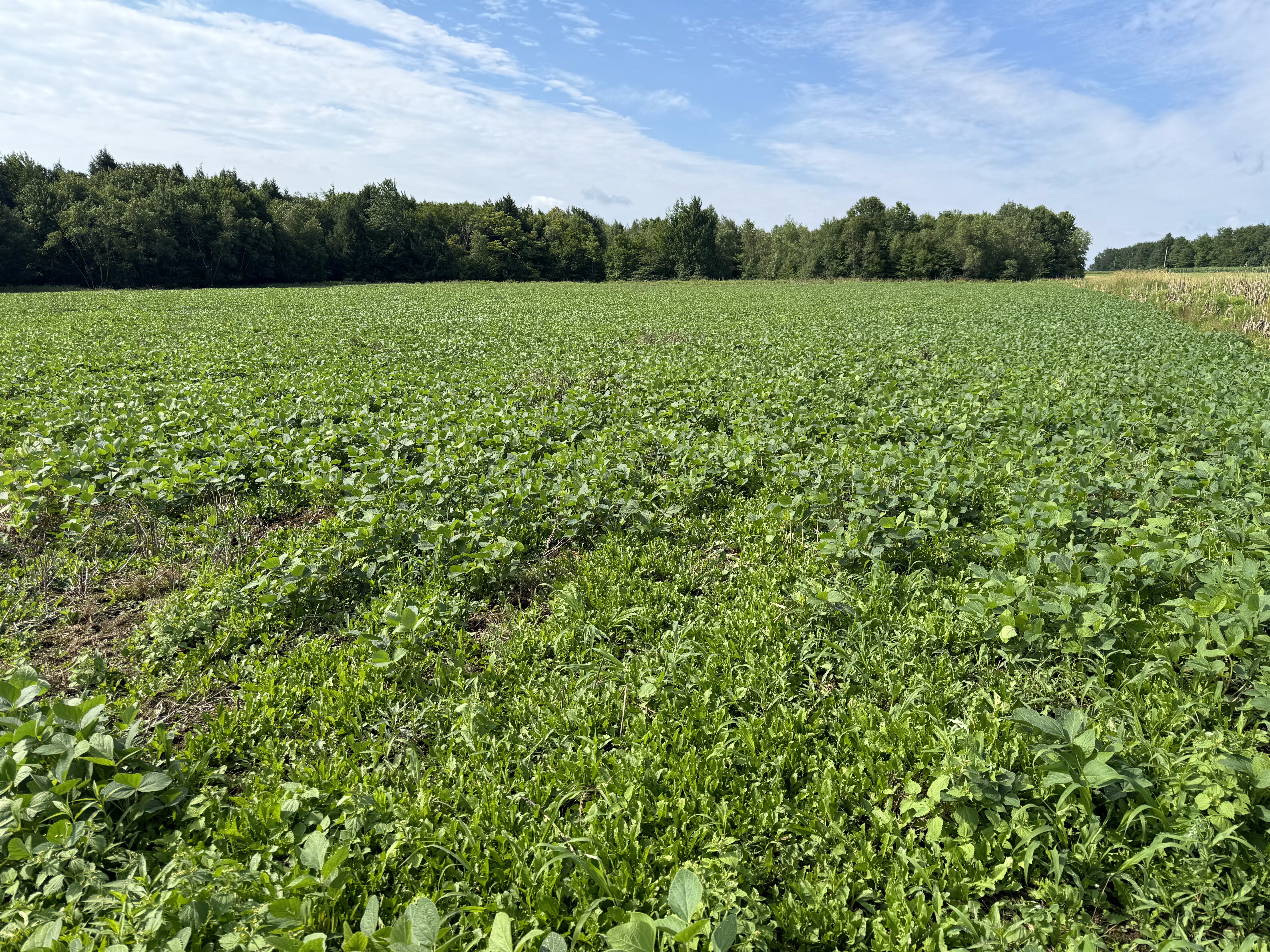 2024 Food Plots