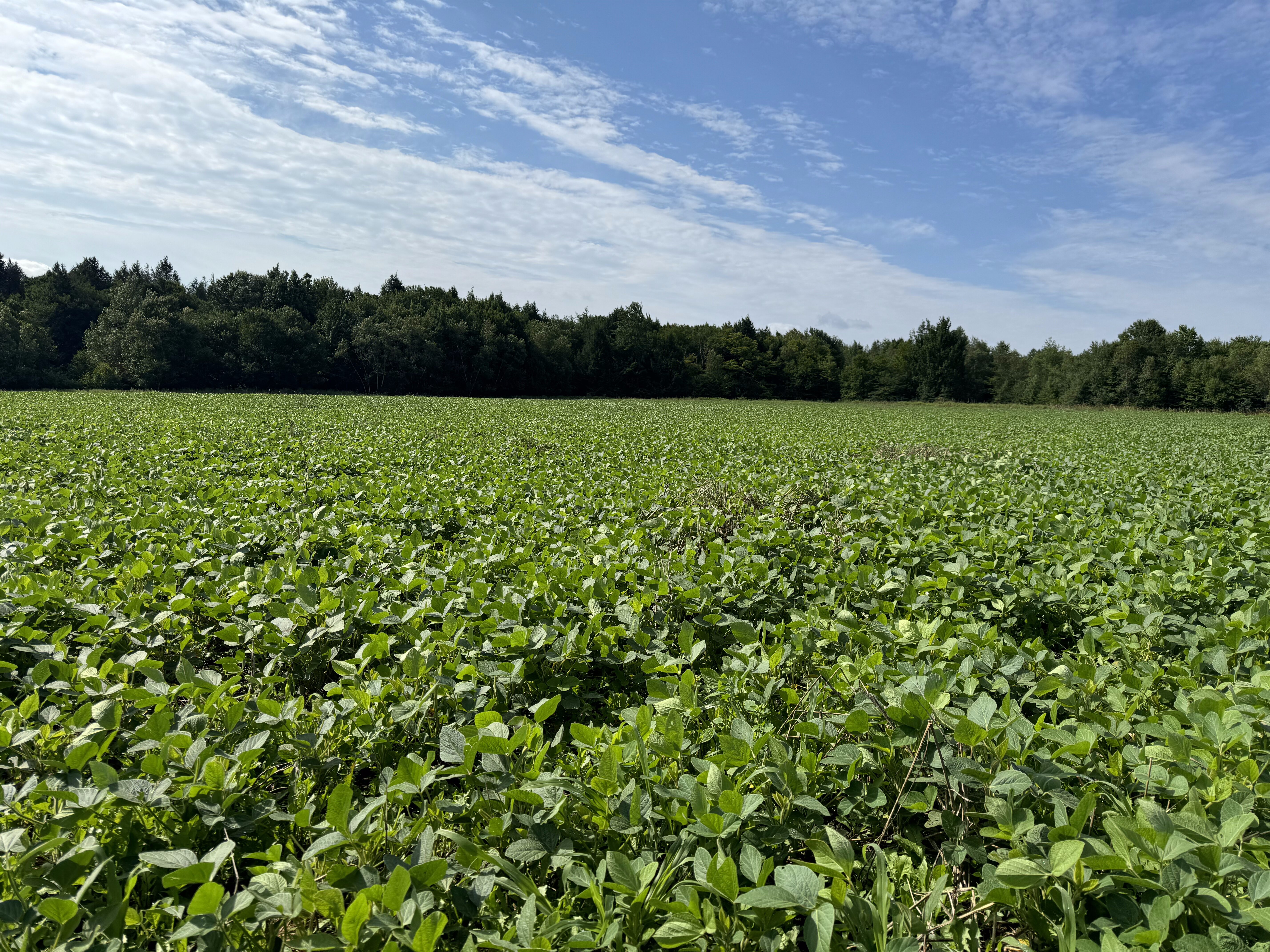 2024 Food Plots