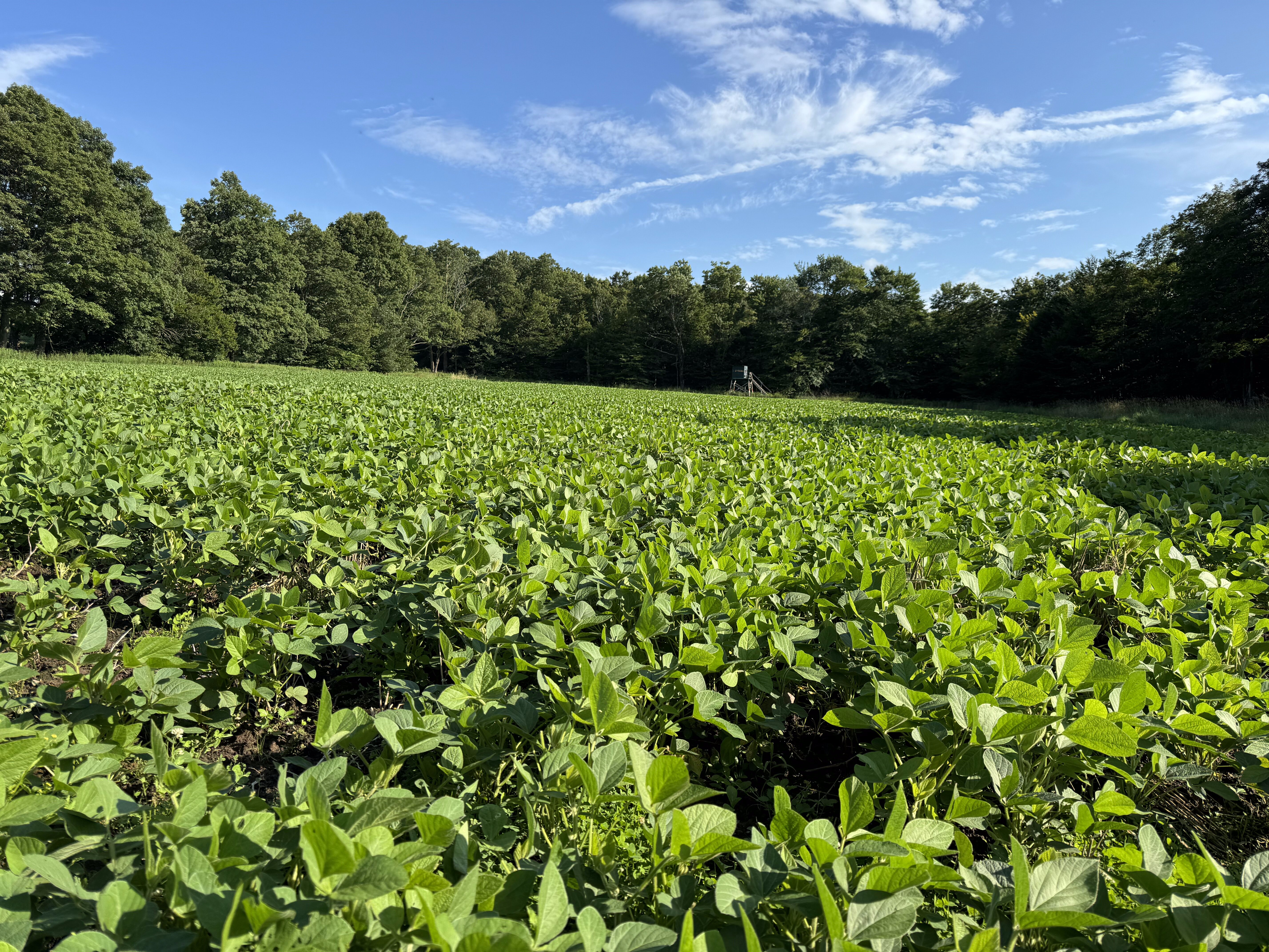 2024 Food Plots