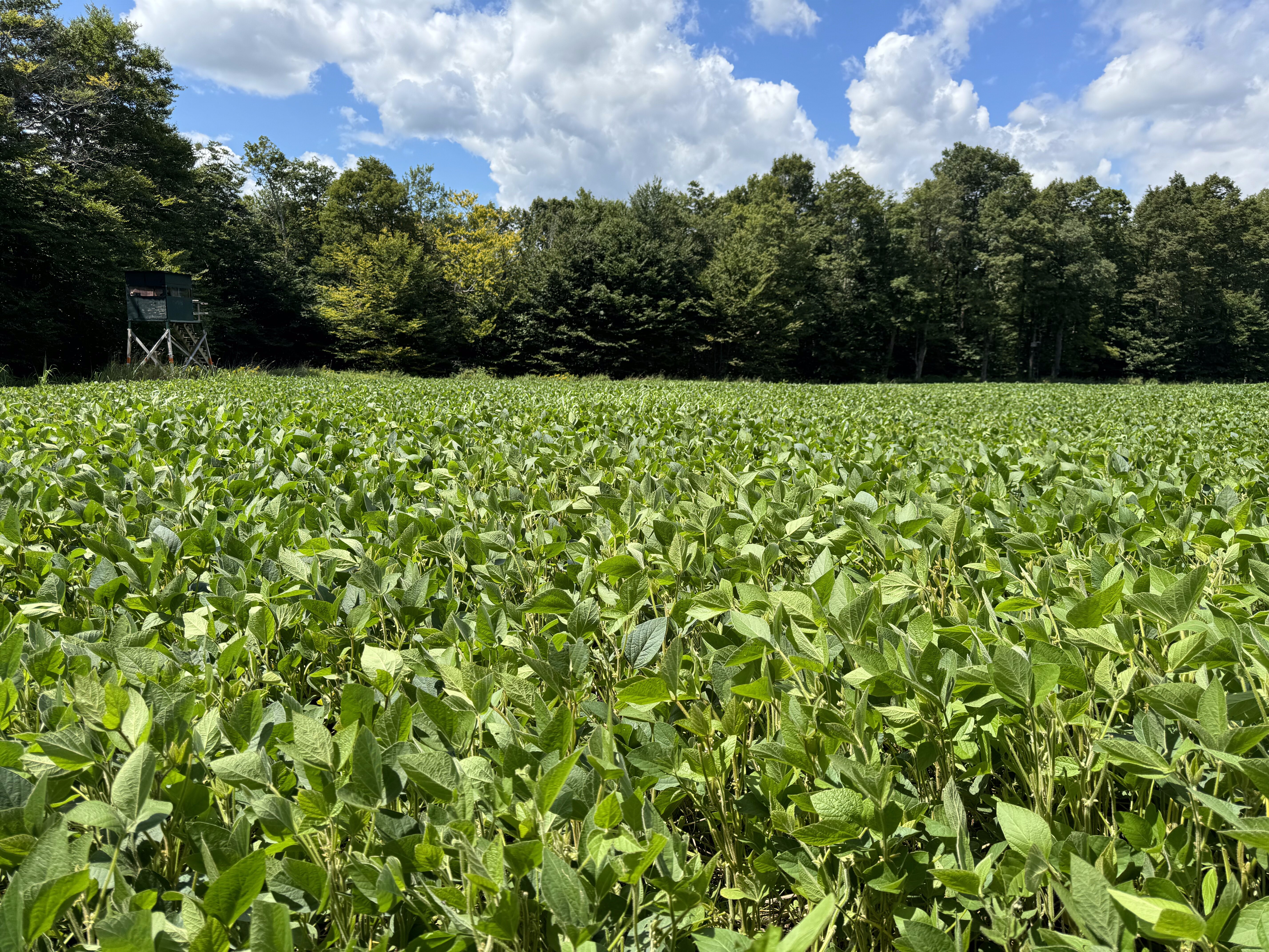 2024 Food Plots