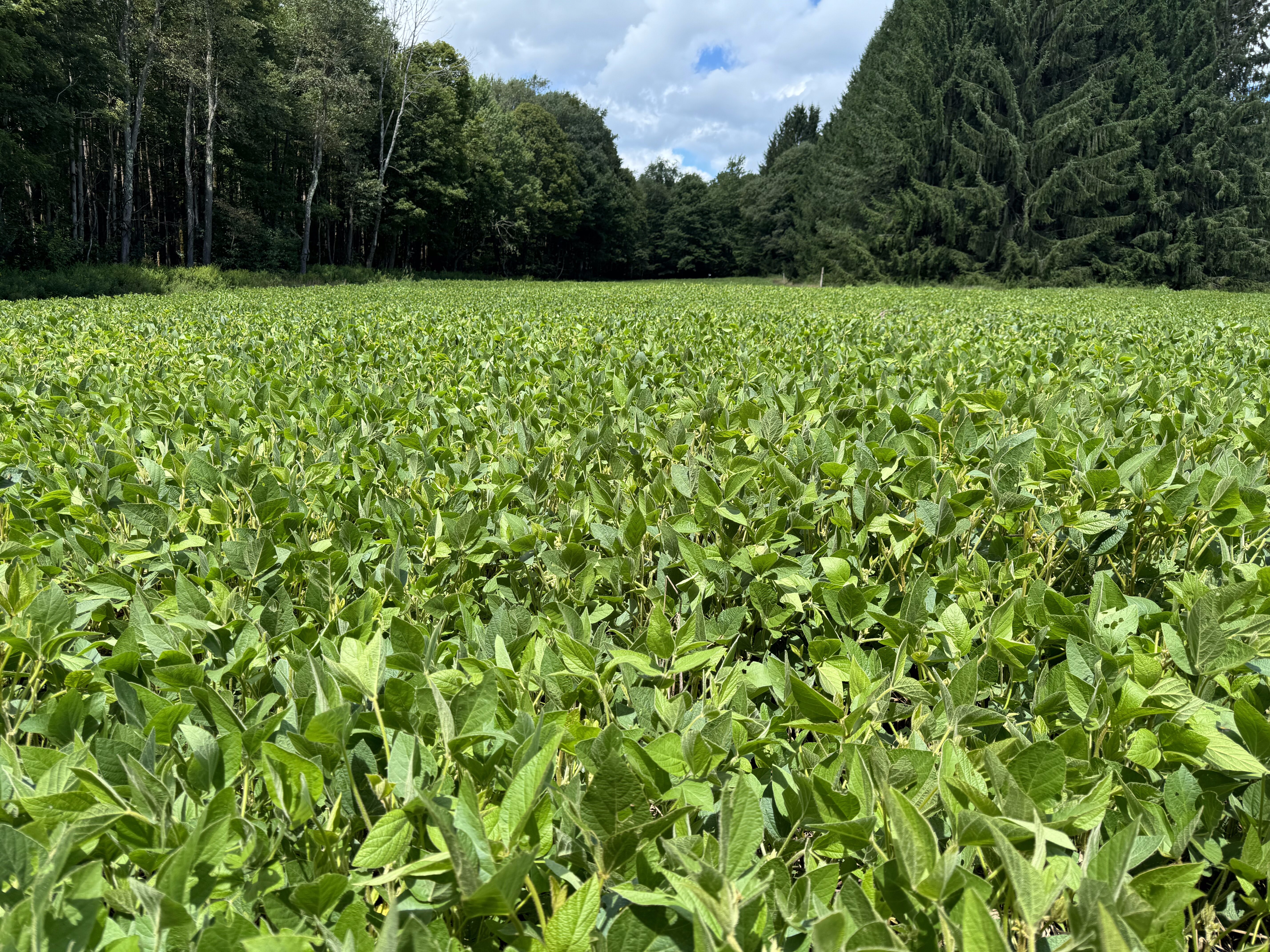 2024 Food Plots