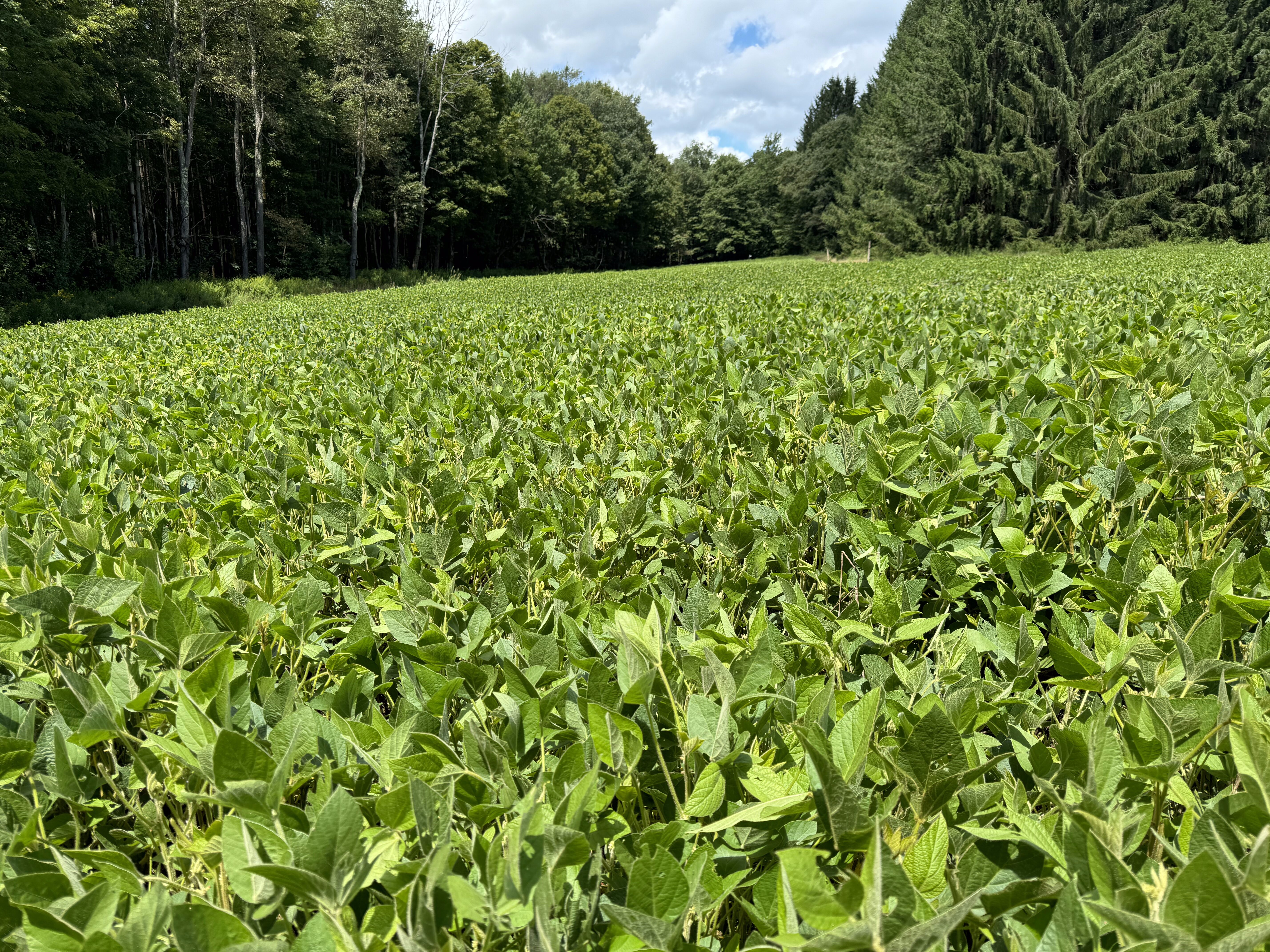 2024 Food Plots