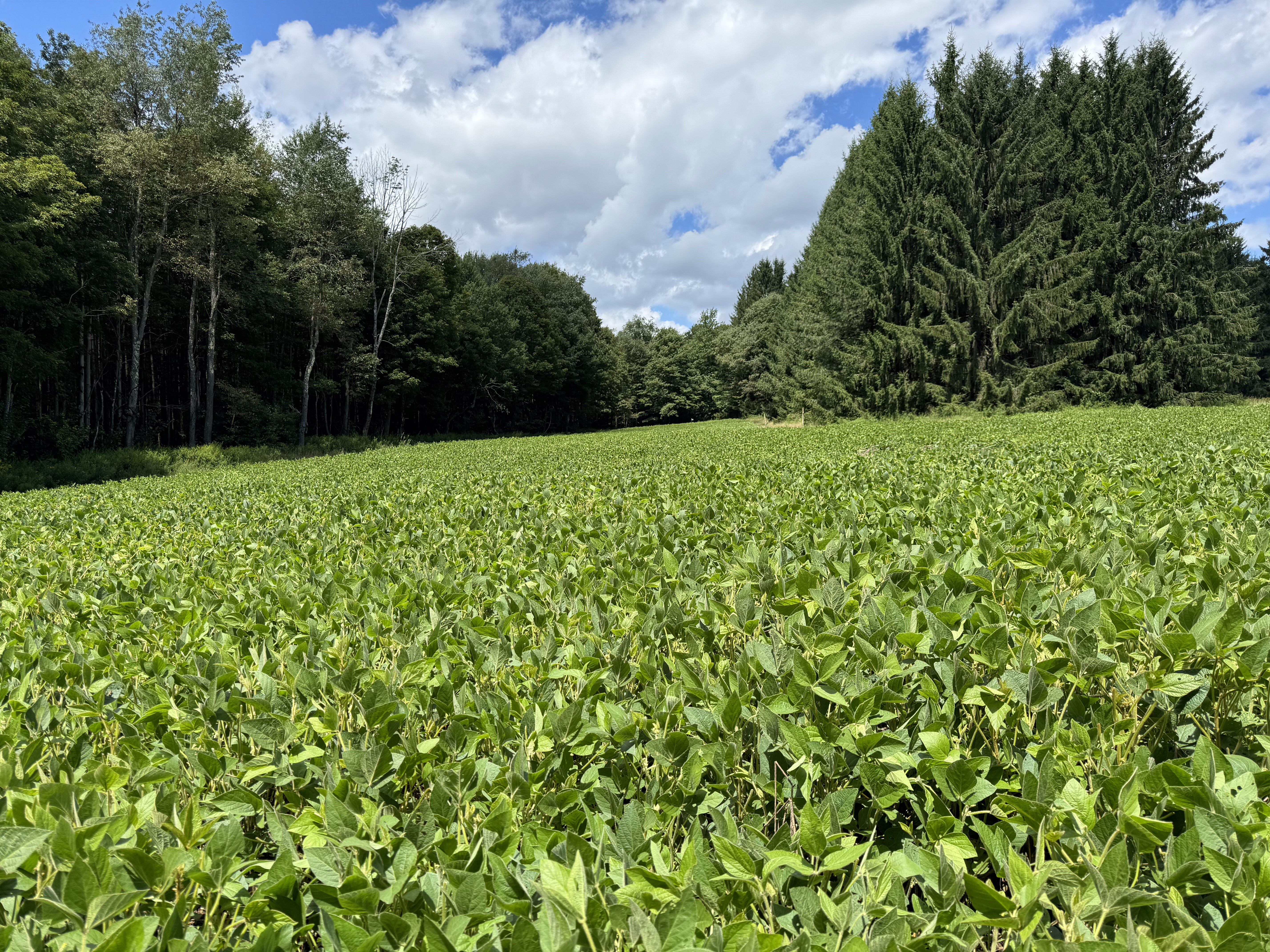 2024 Food Plots