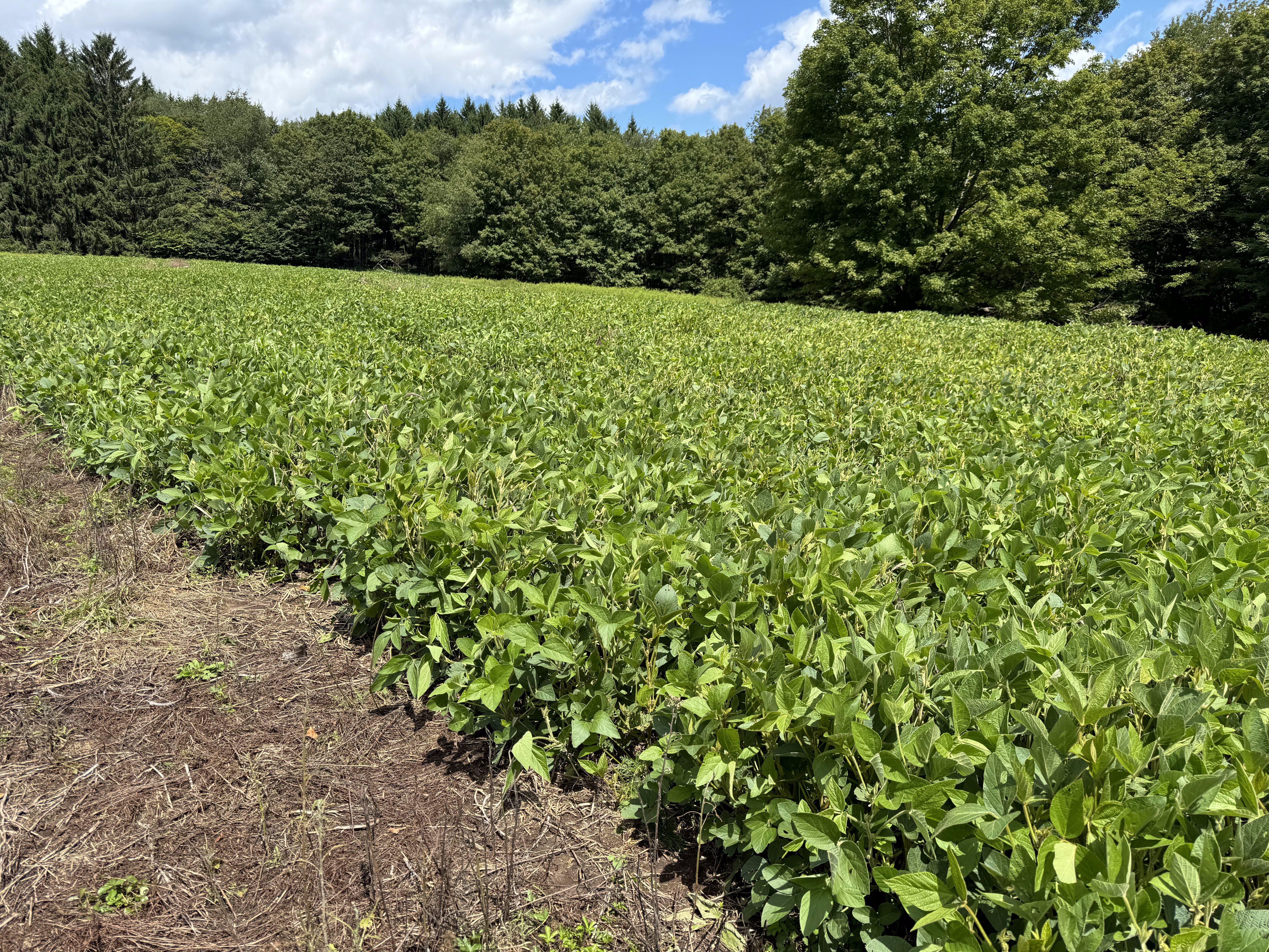 2024 Food Plots