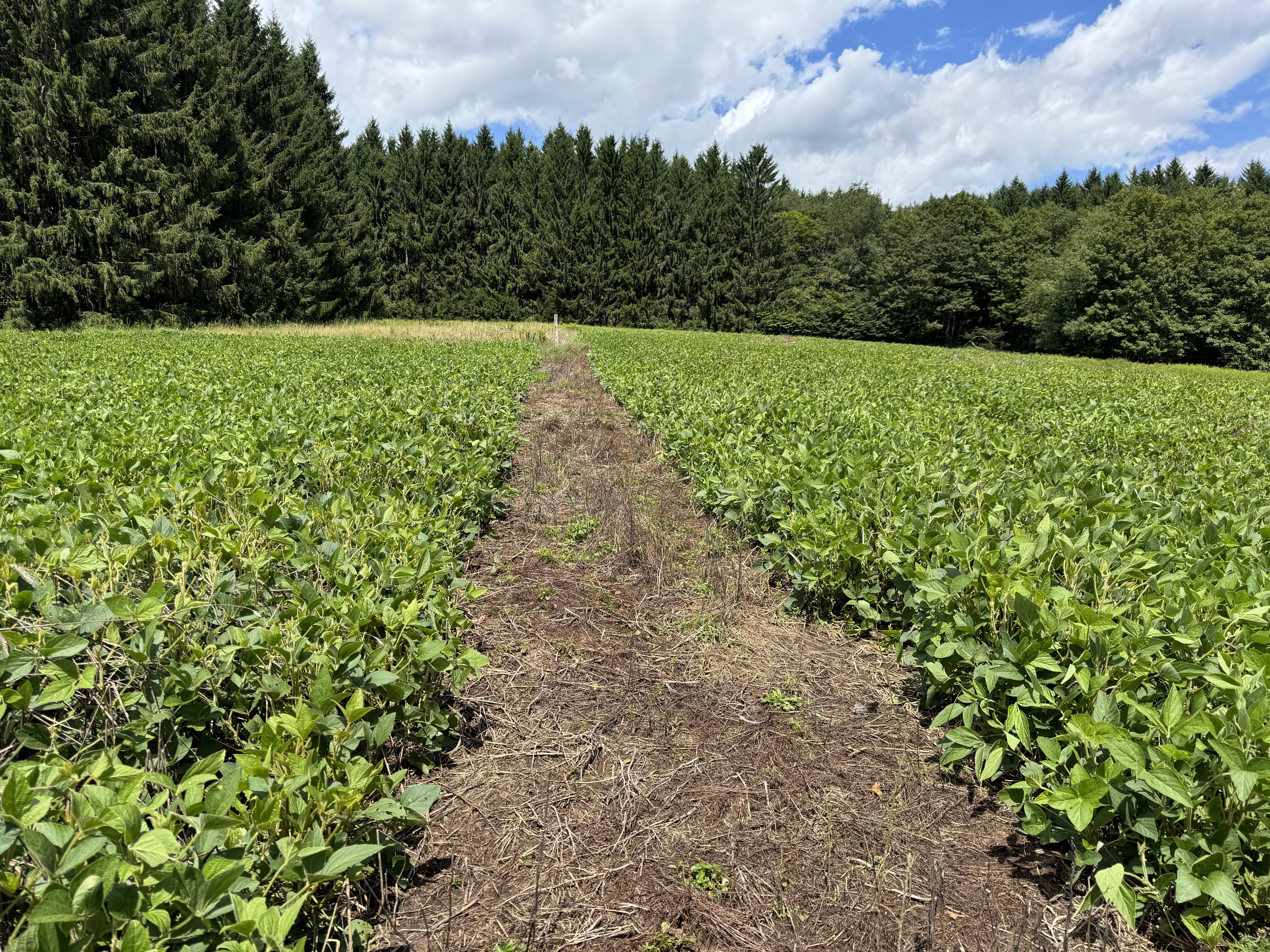 2024 Food Plots