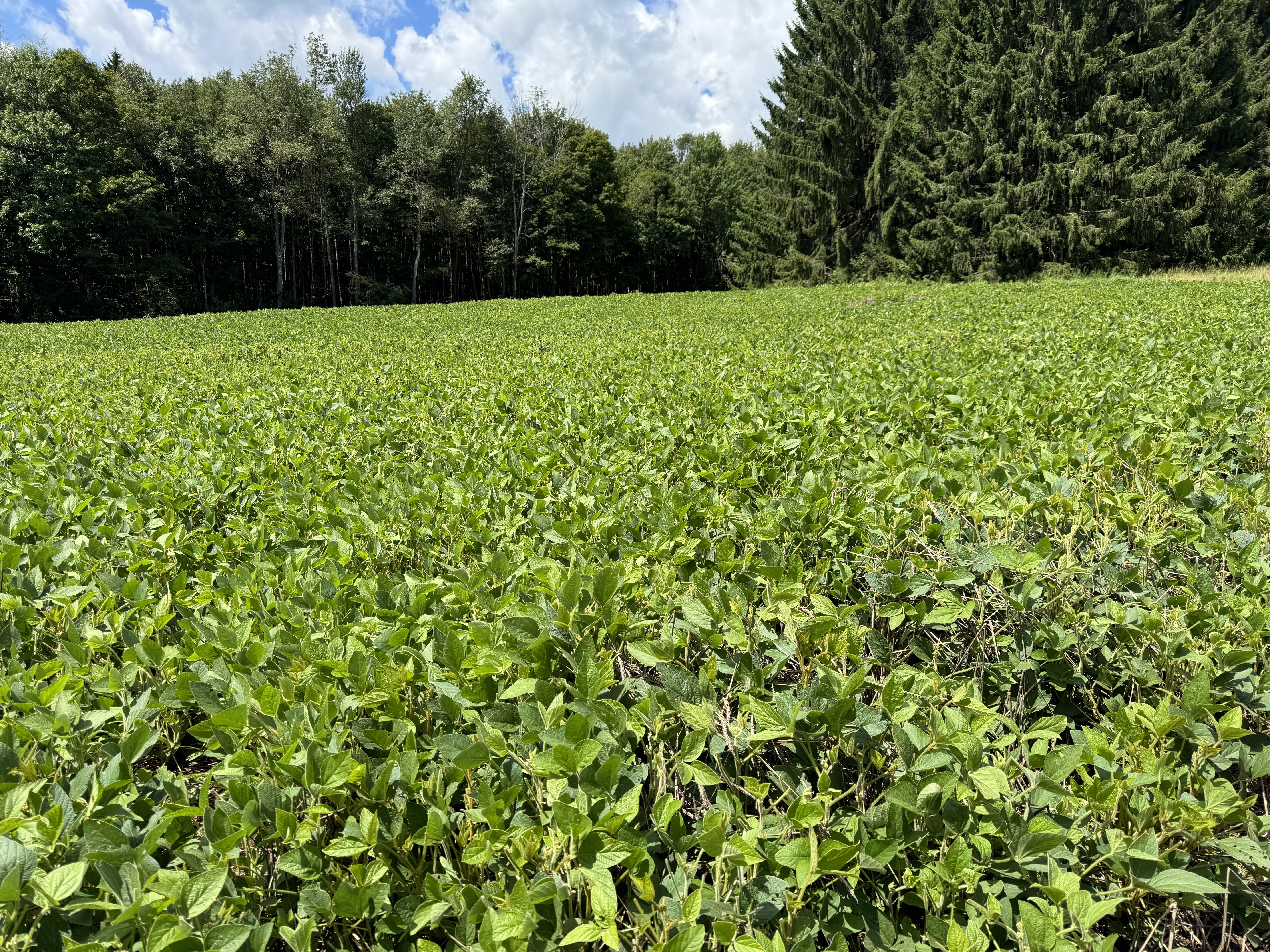 2024 Food Plots