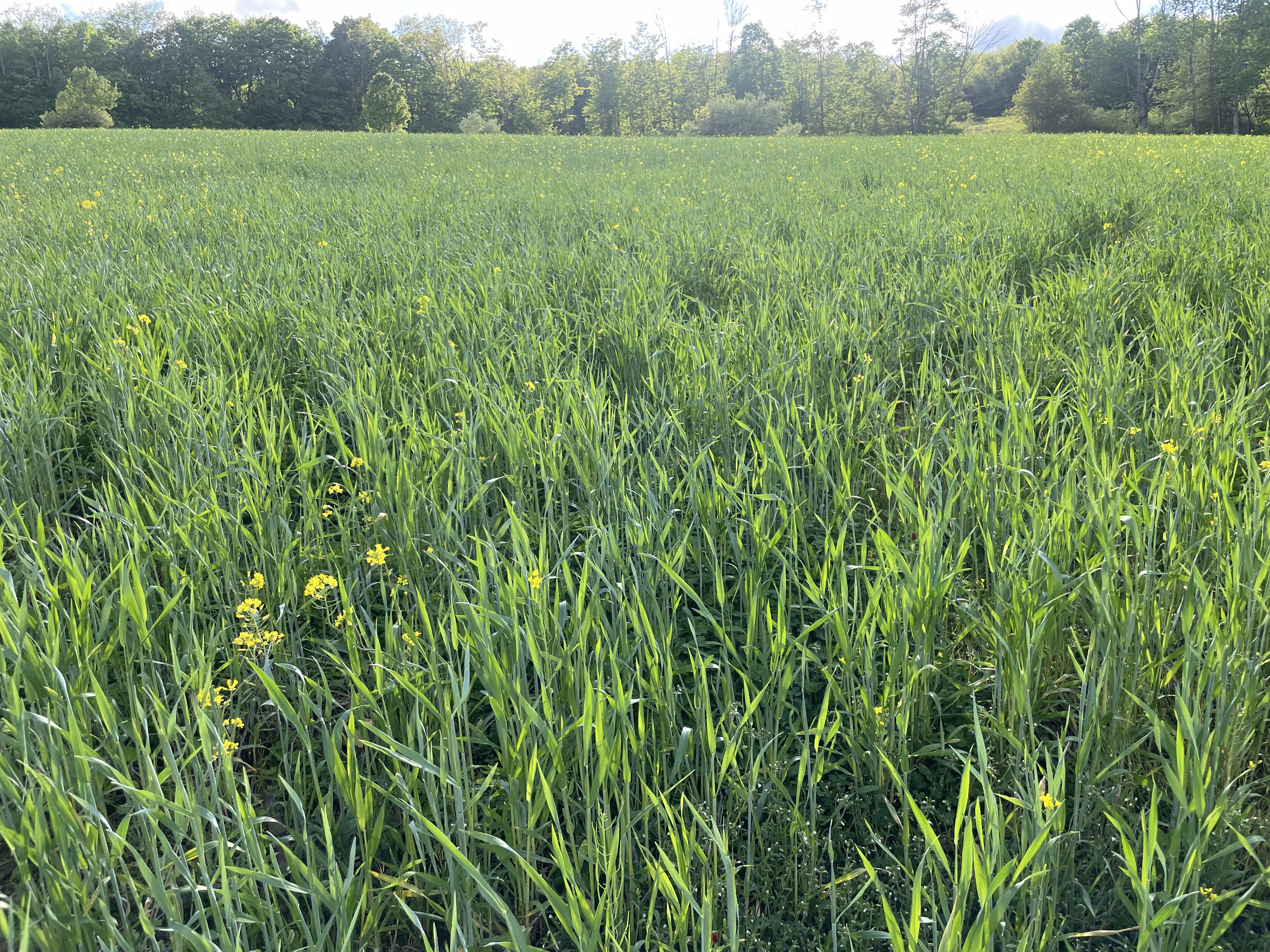 2024 Food Plots