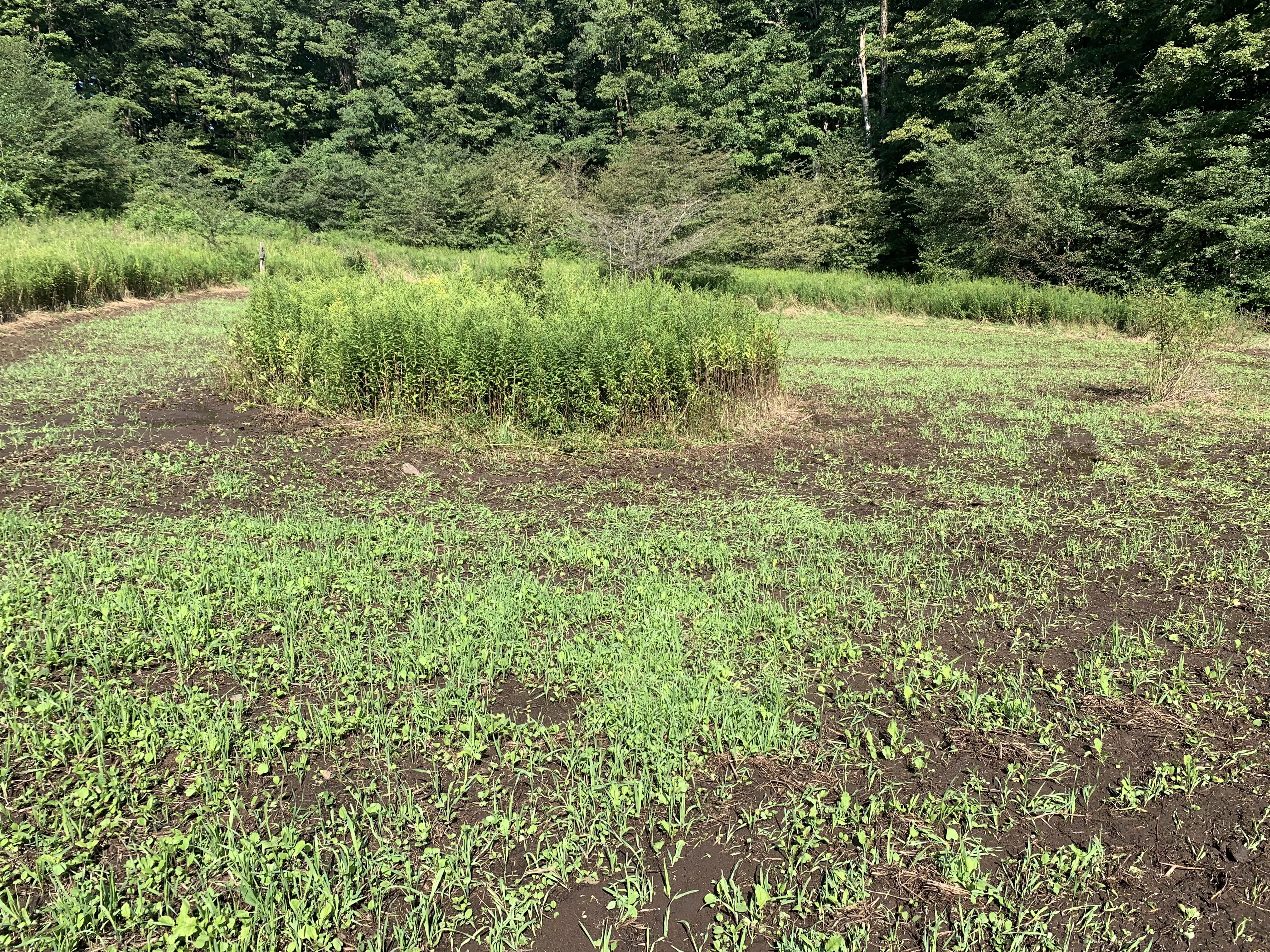 2024 Food Plots