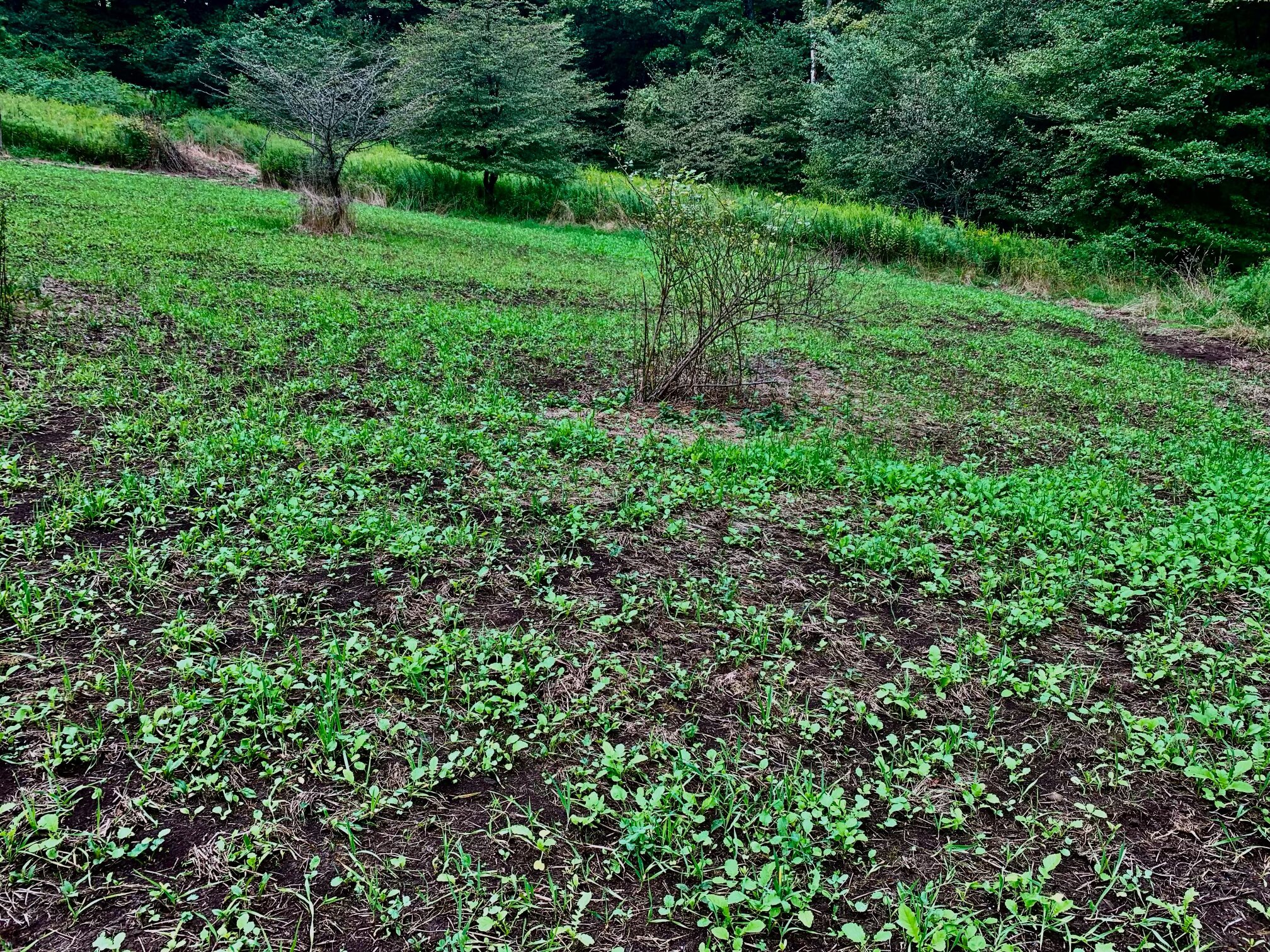2024 Food Plots