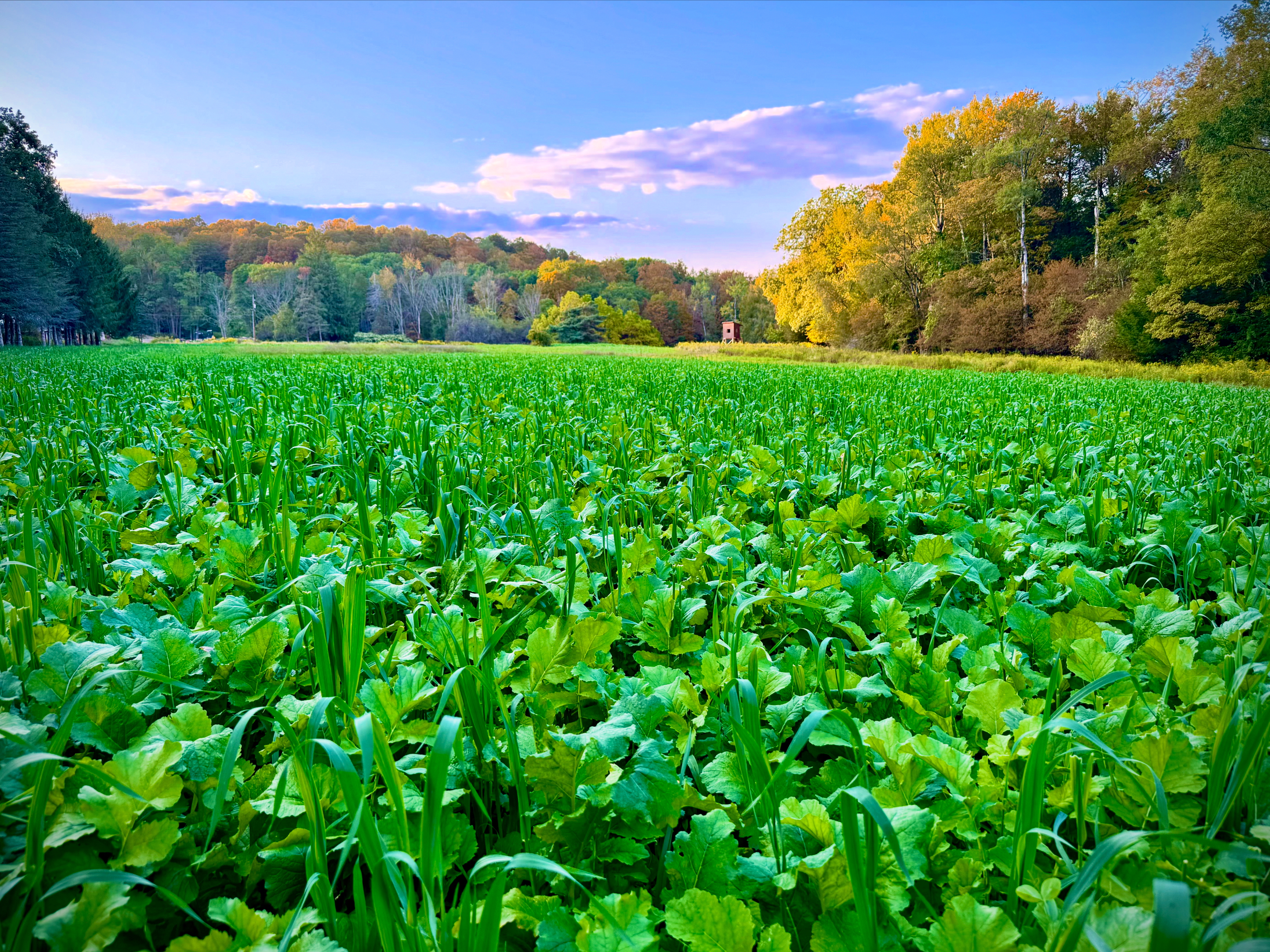 2025 Food Plots
