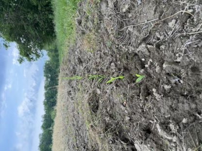2025 Food Plots