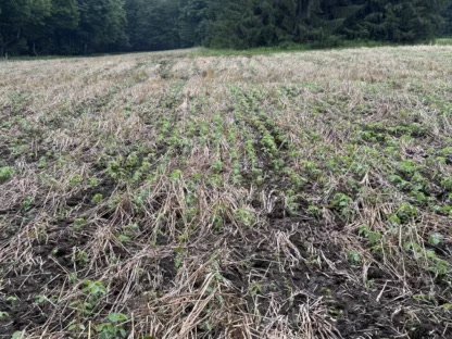 2025 Food Plots