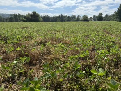 2025 Food Plots