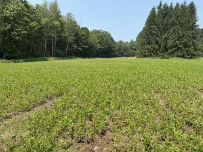 2025 Food Plots