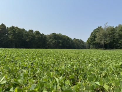 2025 Food Plots