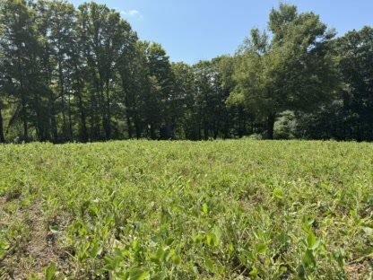 2025 Food Plots