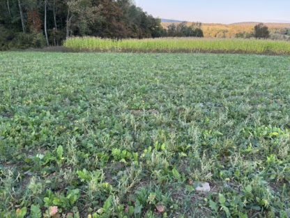 2025 Food Plots