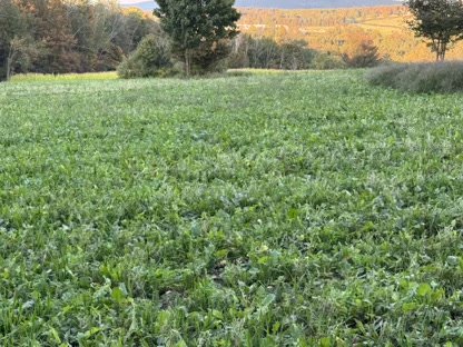 2025 Food Plots