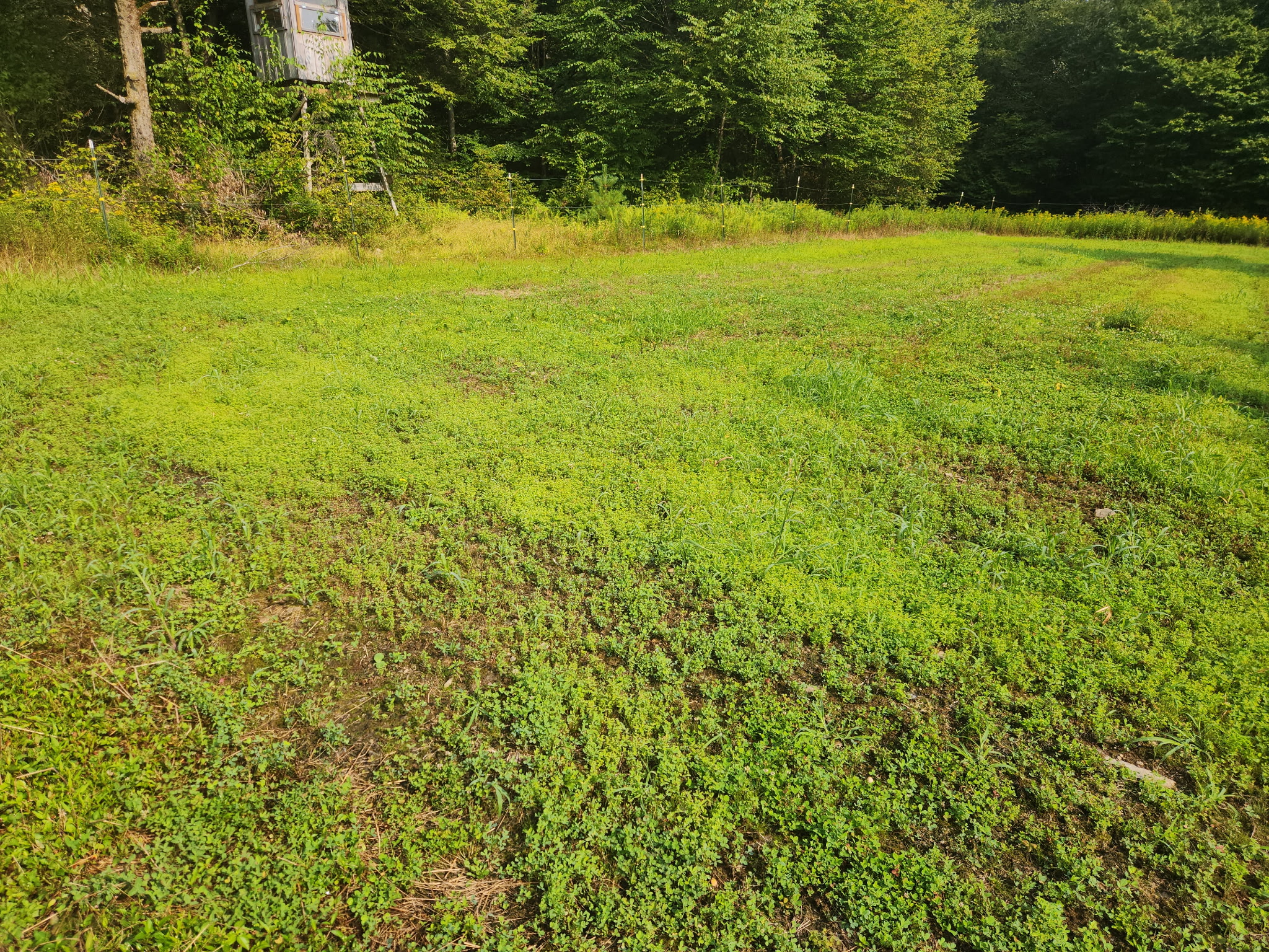2025 Food Plots