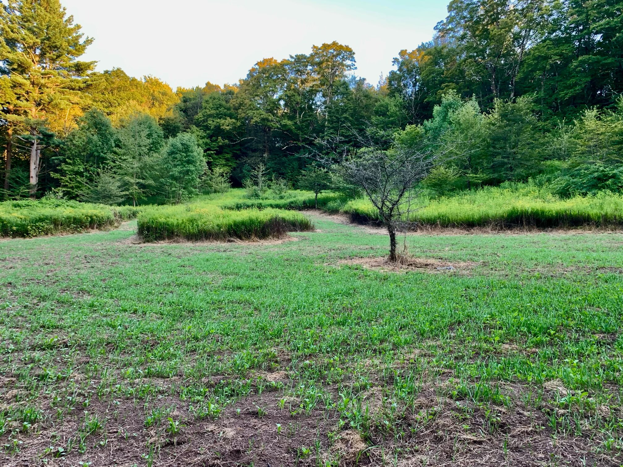 2025 Food Plots