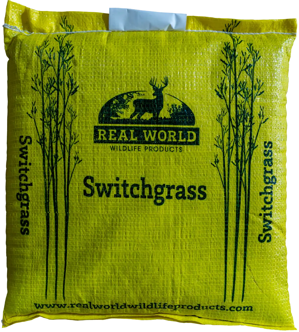 Switchgrass