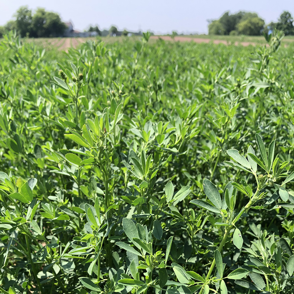 Round Up Ready Alfalfa