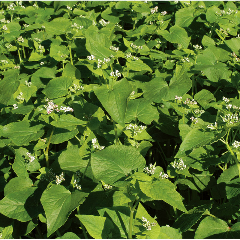 Buckwheat