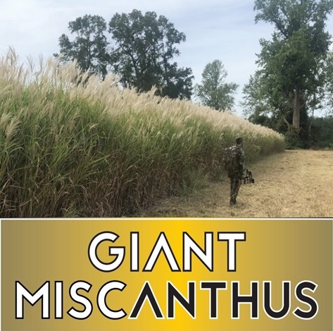 Giant Miscanthus