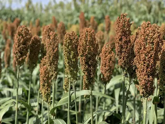 Grain Sorghum / Milo